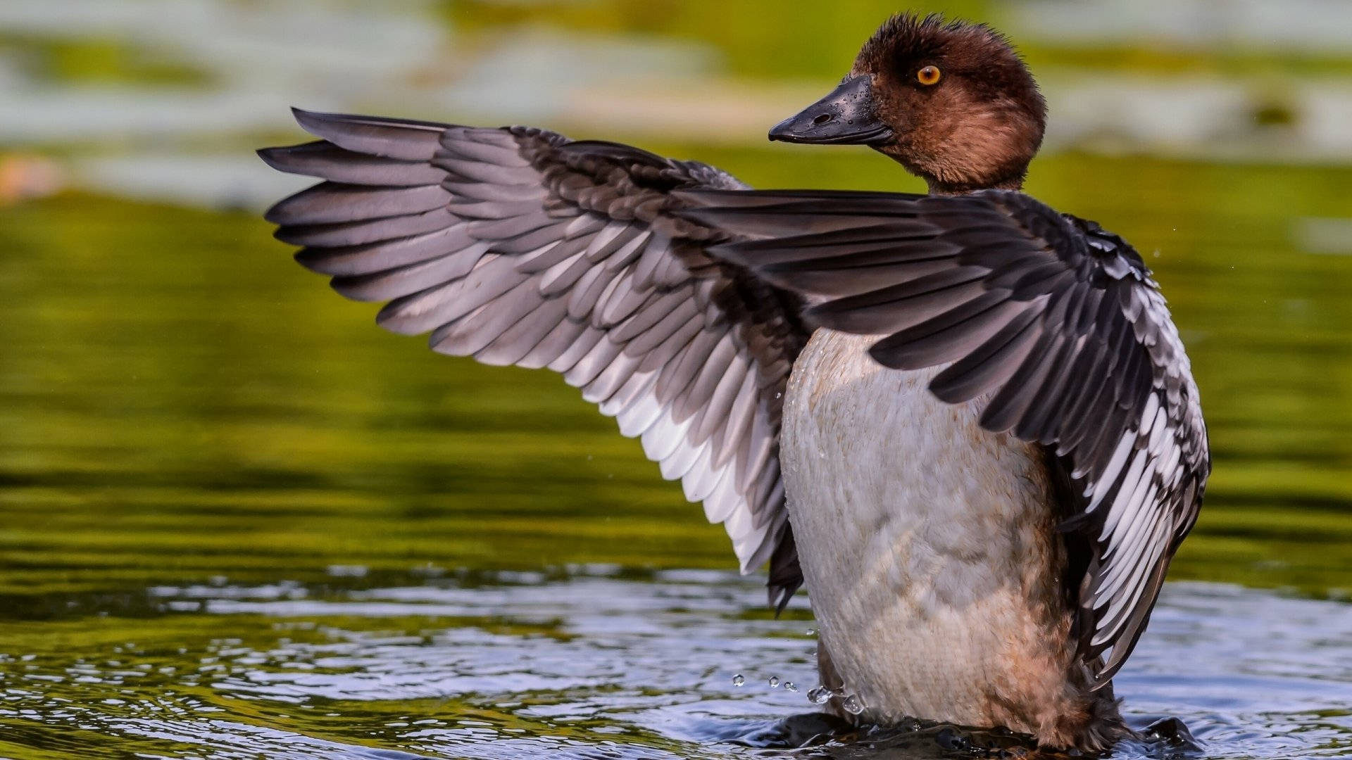 brown duck, river, vibrant green water, Full HD Desktop Wallpaper