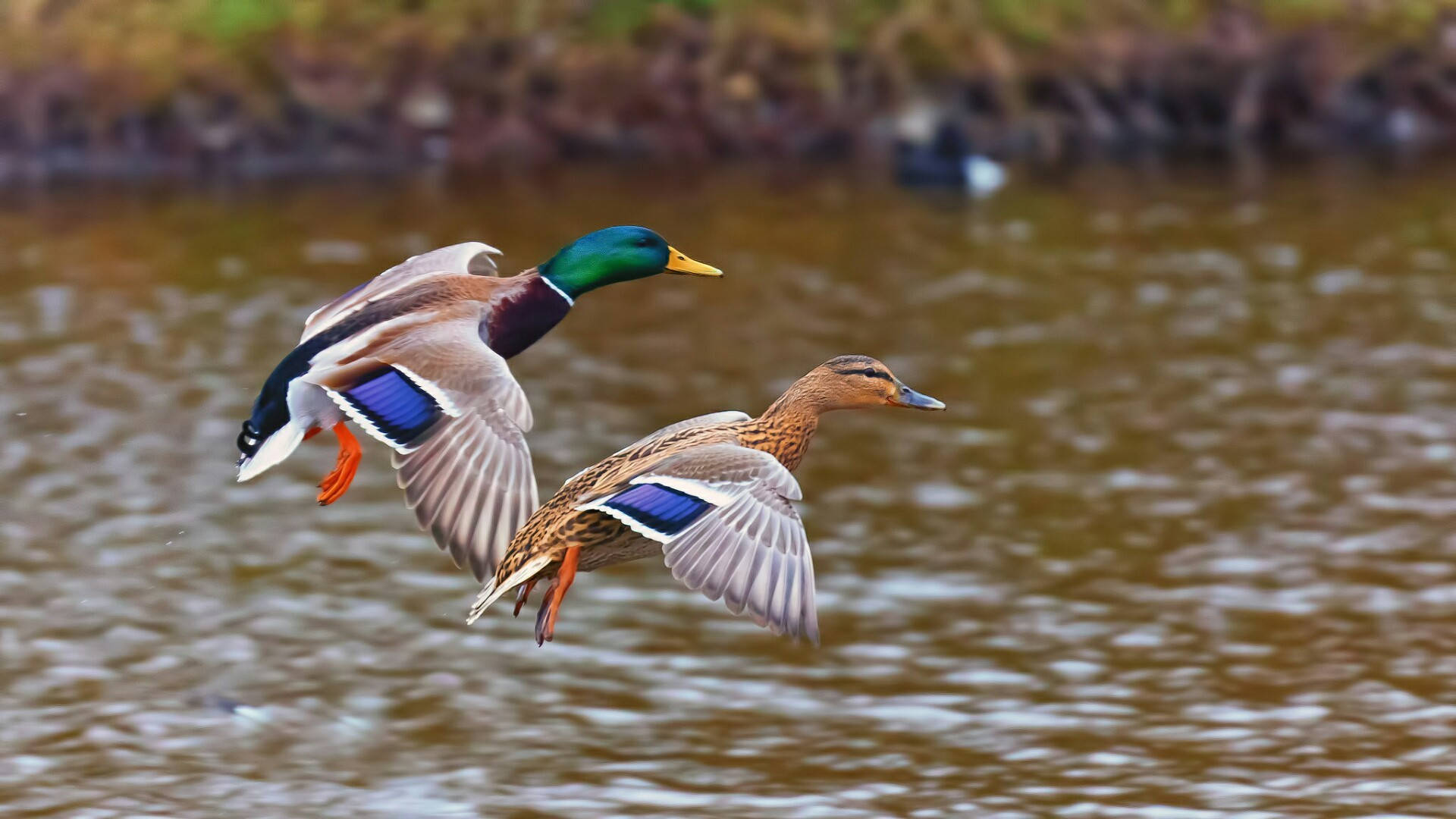 male mallard duck, female mallard duck, ripling brown pond, Full HD Desktop Wallpaper