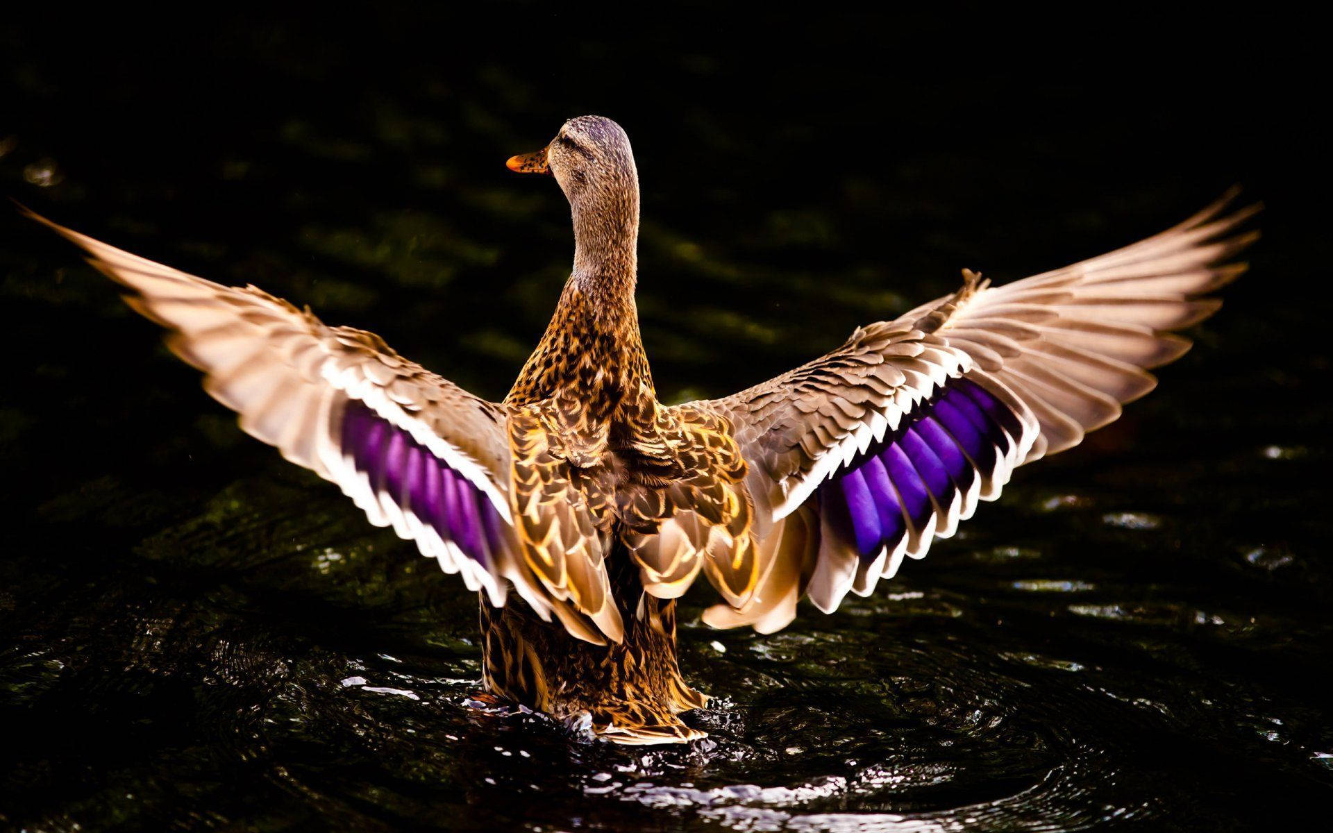 duck, flapping wings, dark water, Full HD Desktop Wallpaper