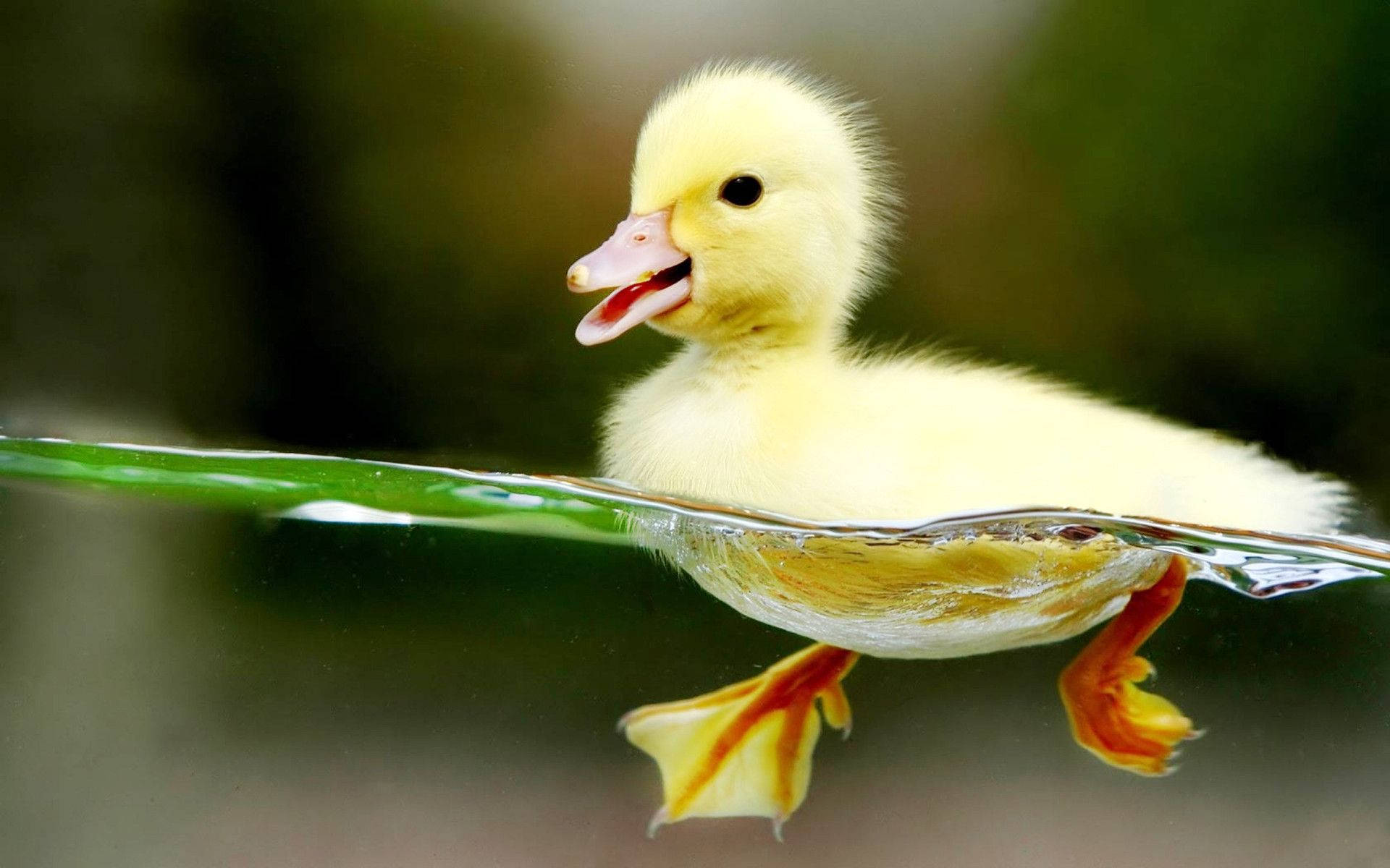 baby duck, fluffy yellow duckling, underwater, Full HD Desktop Wallpaper
