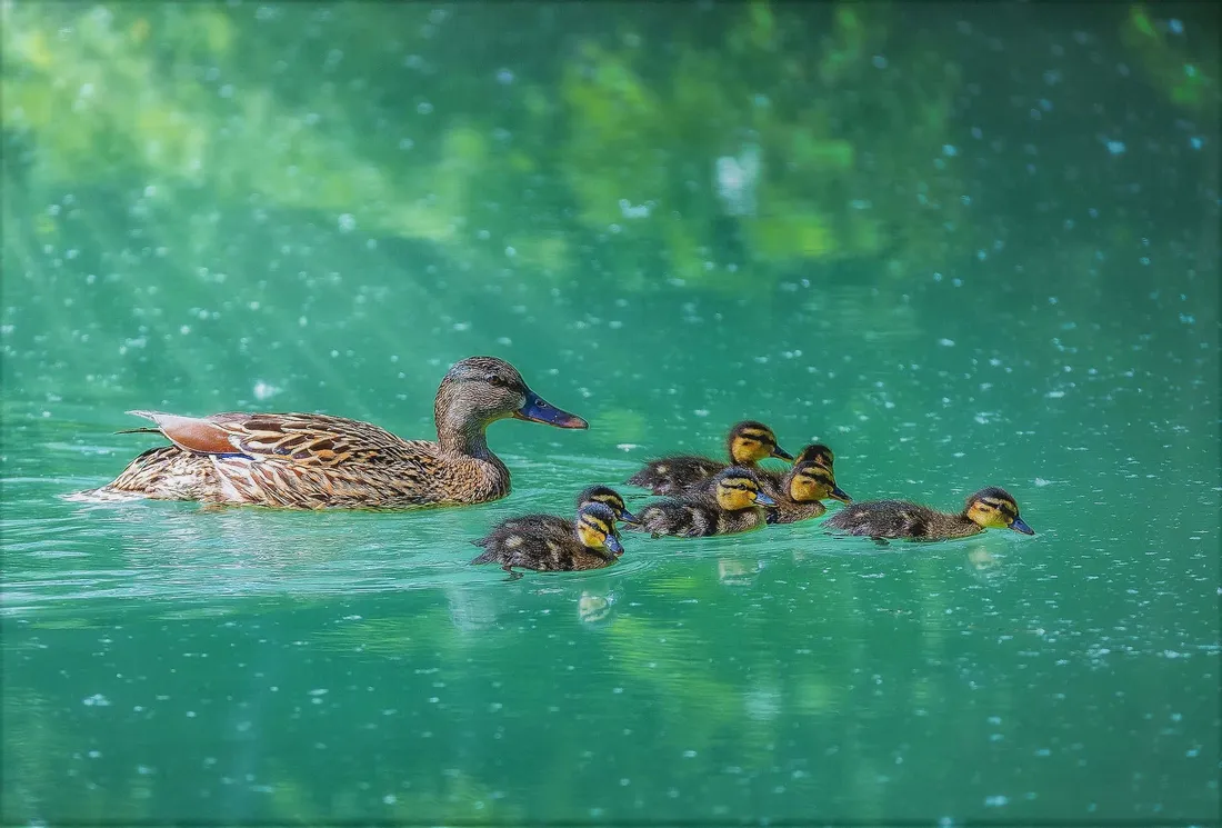 DuckDuckGo
