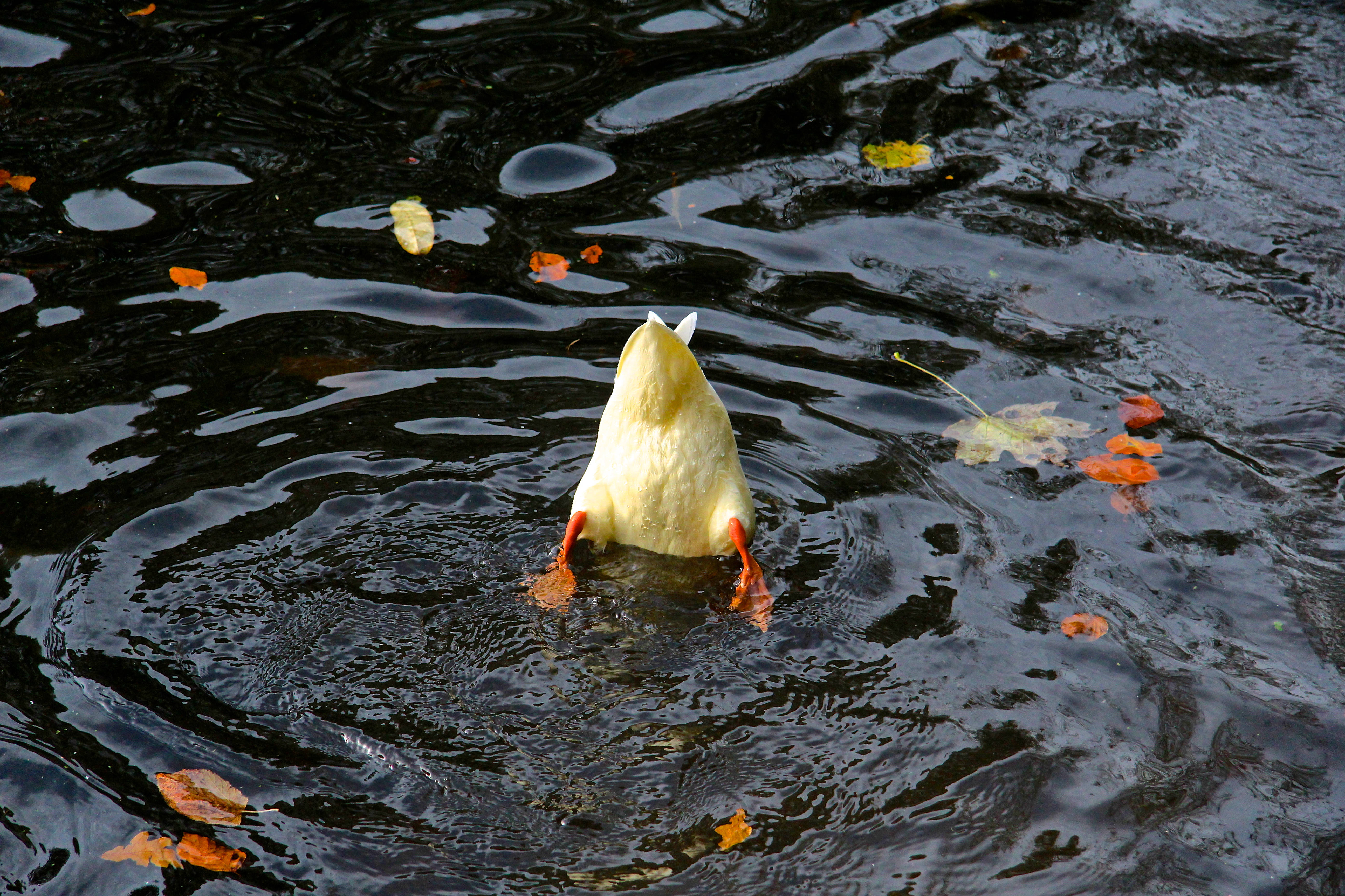 yellow duck, dark water, floating autumn leaves, 5K Desktop Wallpaper