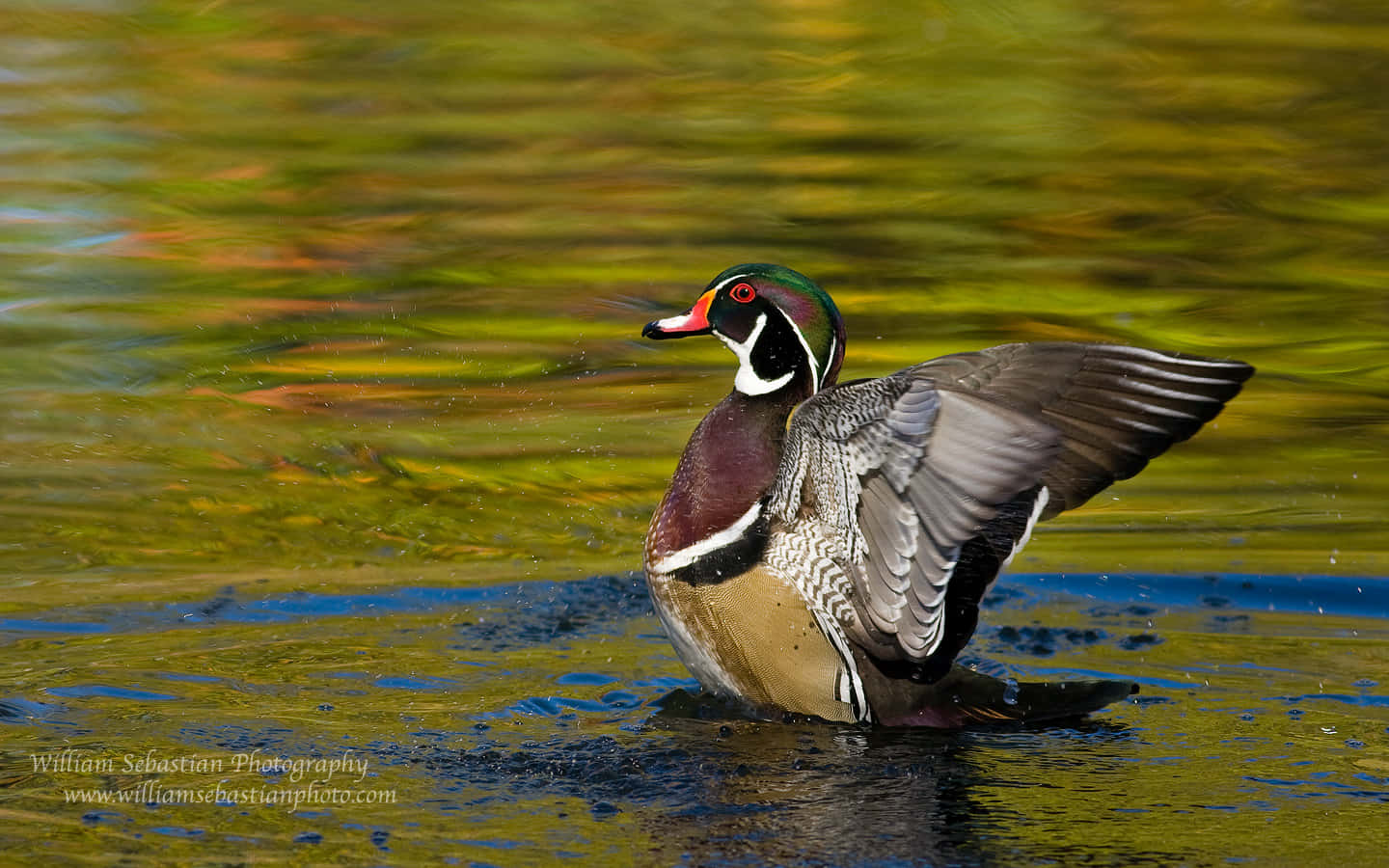 male wood duck, iridescent wings, shimmering autumn pond, HD Desktop Wallpaper