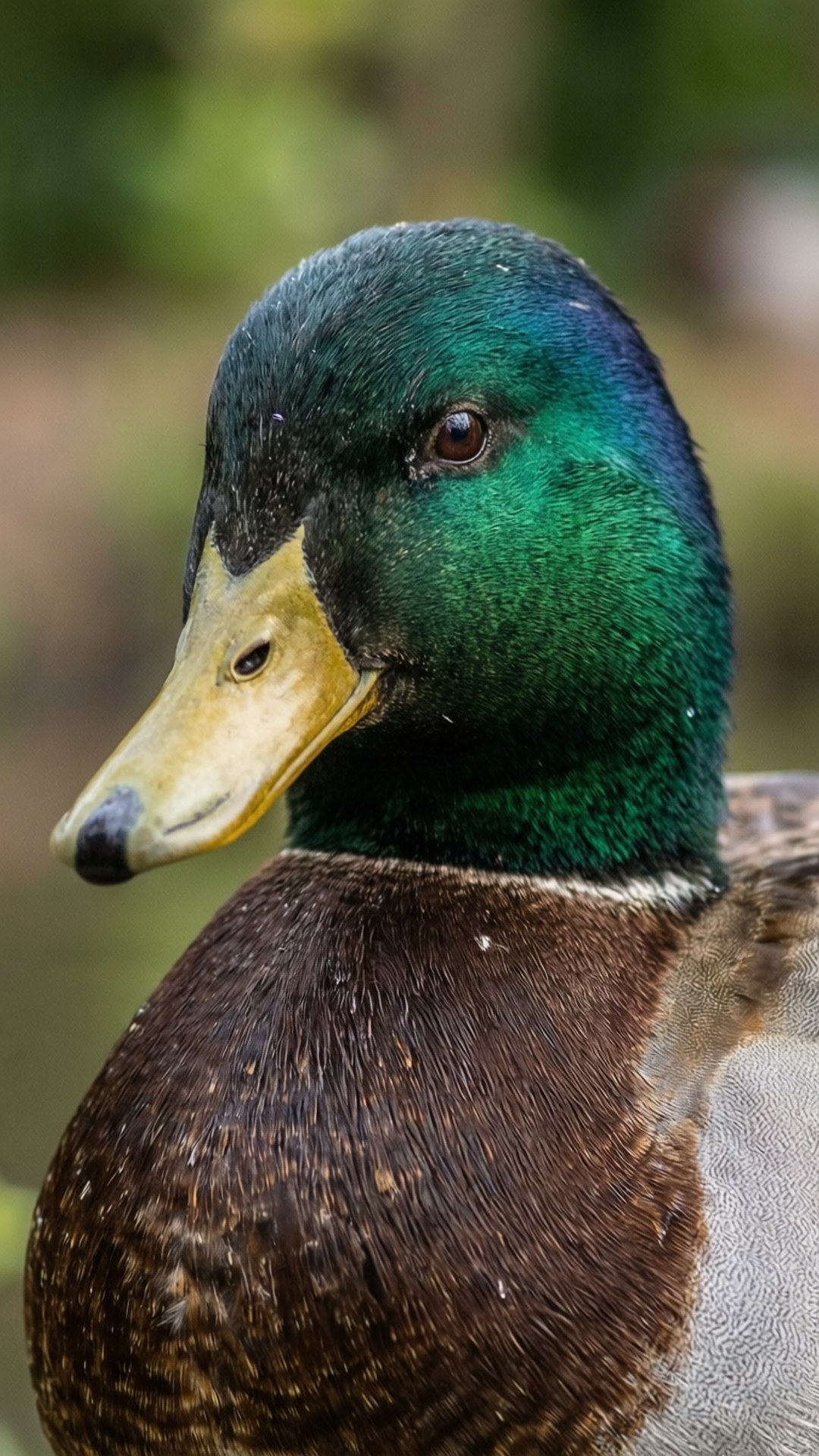 mallard, male mallard duck, iridescent green head, Full HD Phone Wallpaper