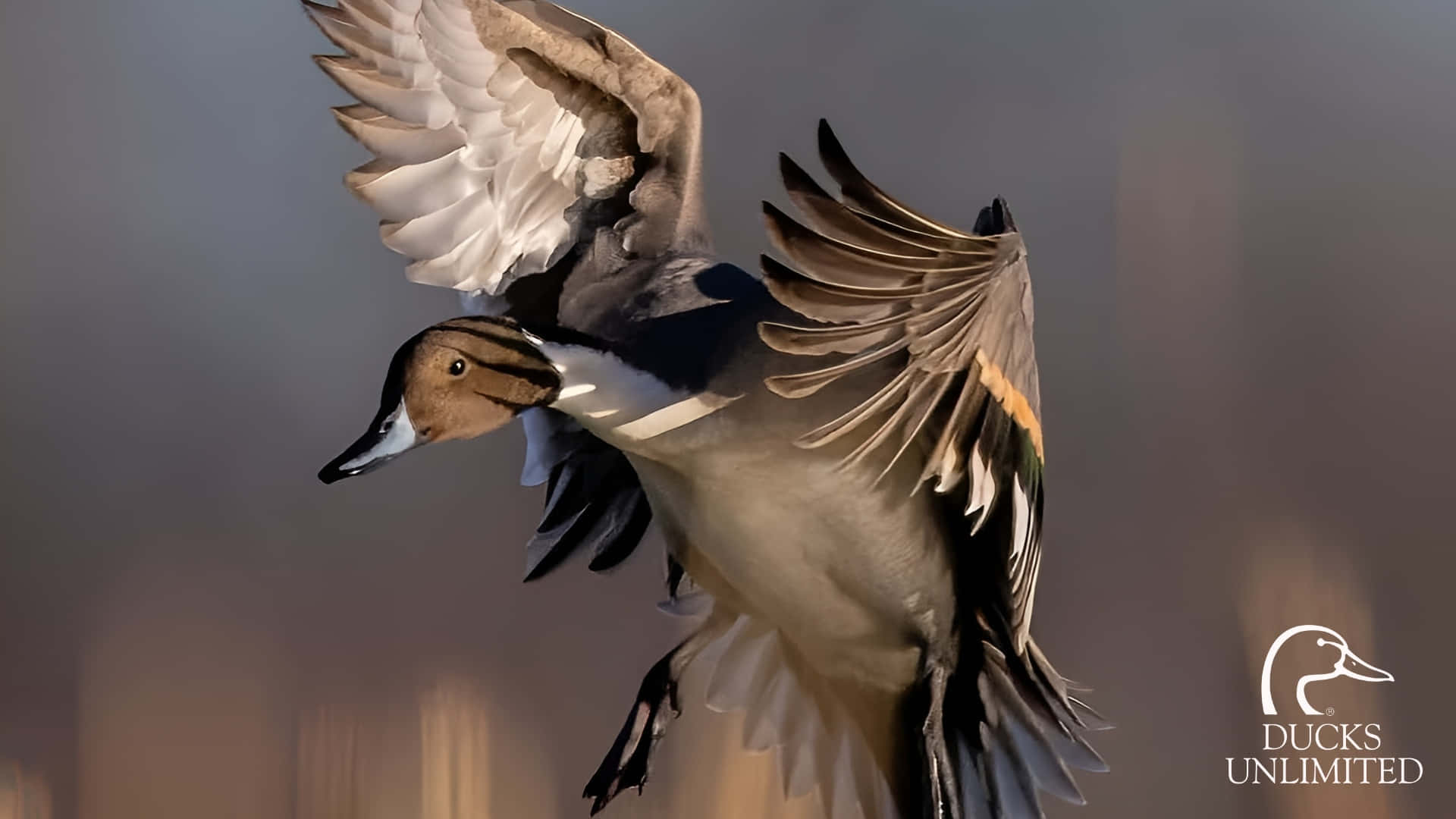 pintail duck, midflight, wings fully spread, Full HD Desktop Wallpaper