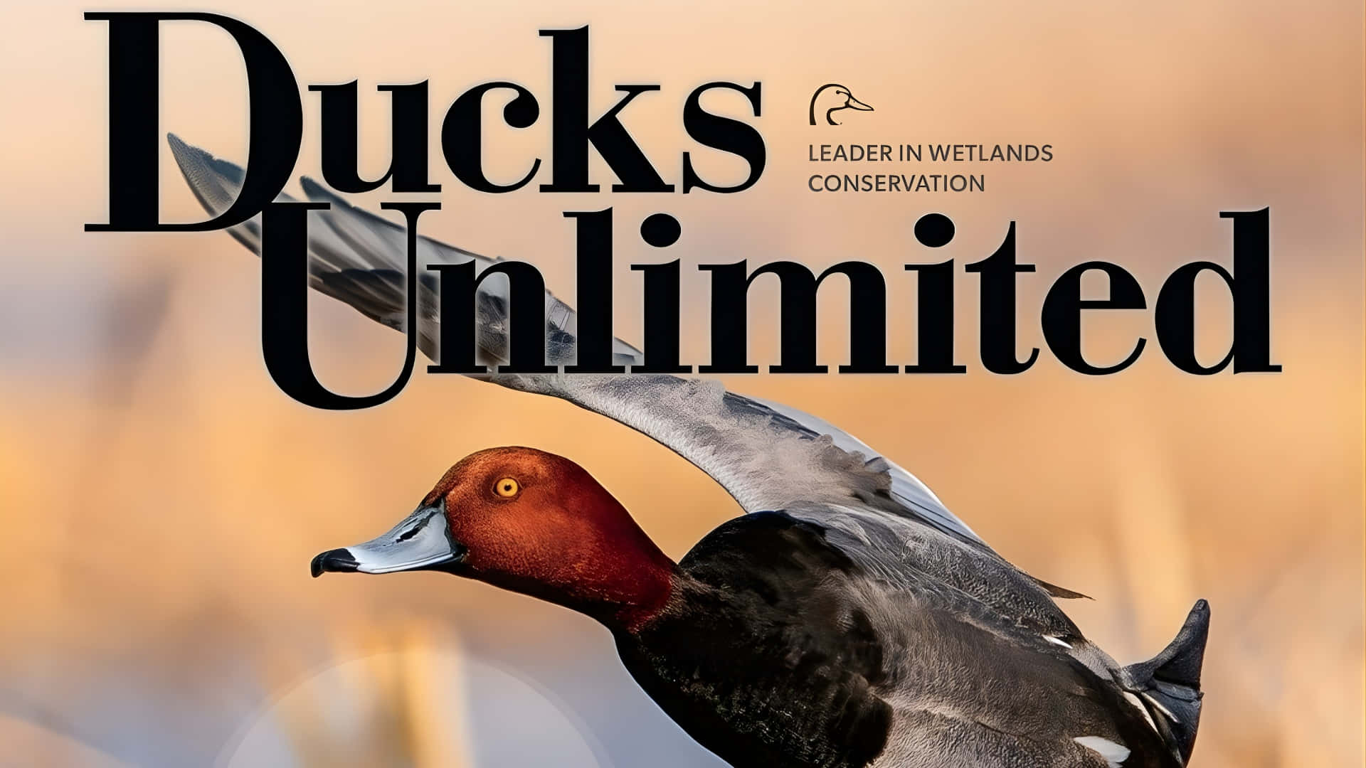 Ducks Unlimited, red-headed duck, mid-flight, Full HD Desktop Wallpaper