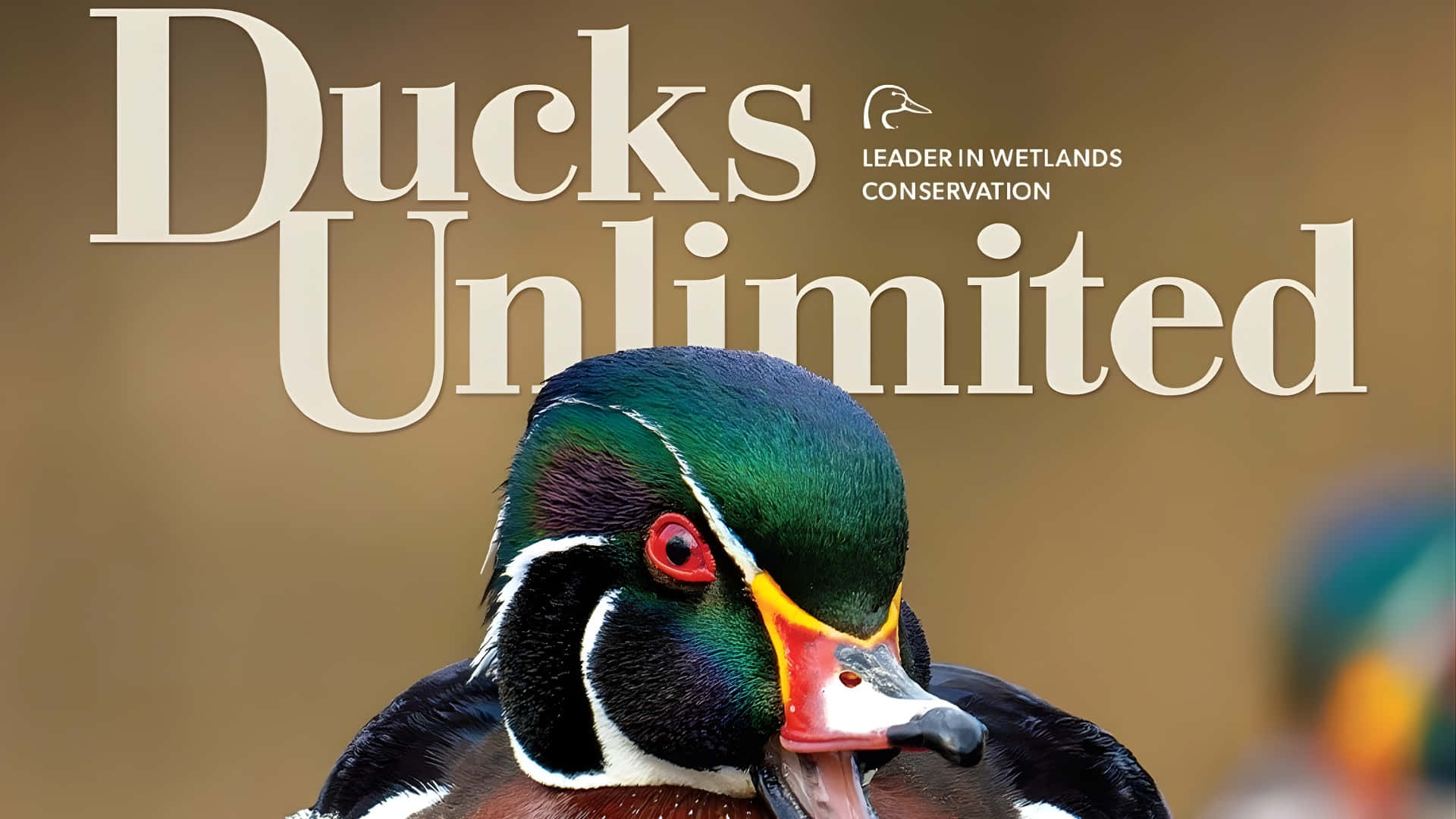 Ducks Unlimited, wood duck, iridescent green head, Full HD Desktop Wallpaper