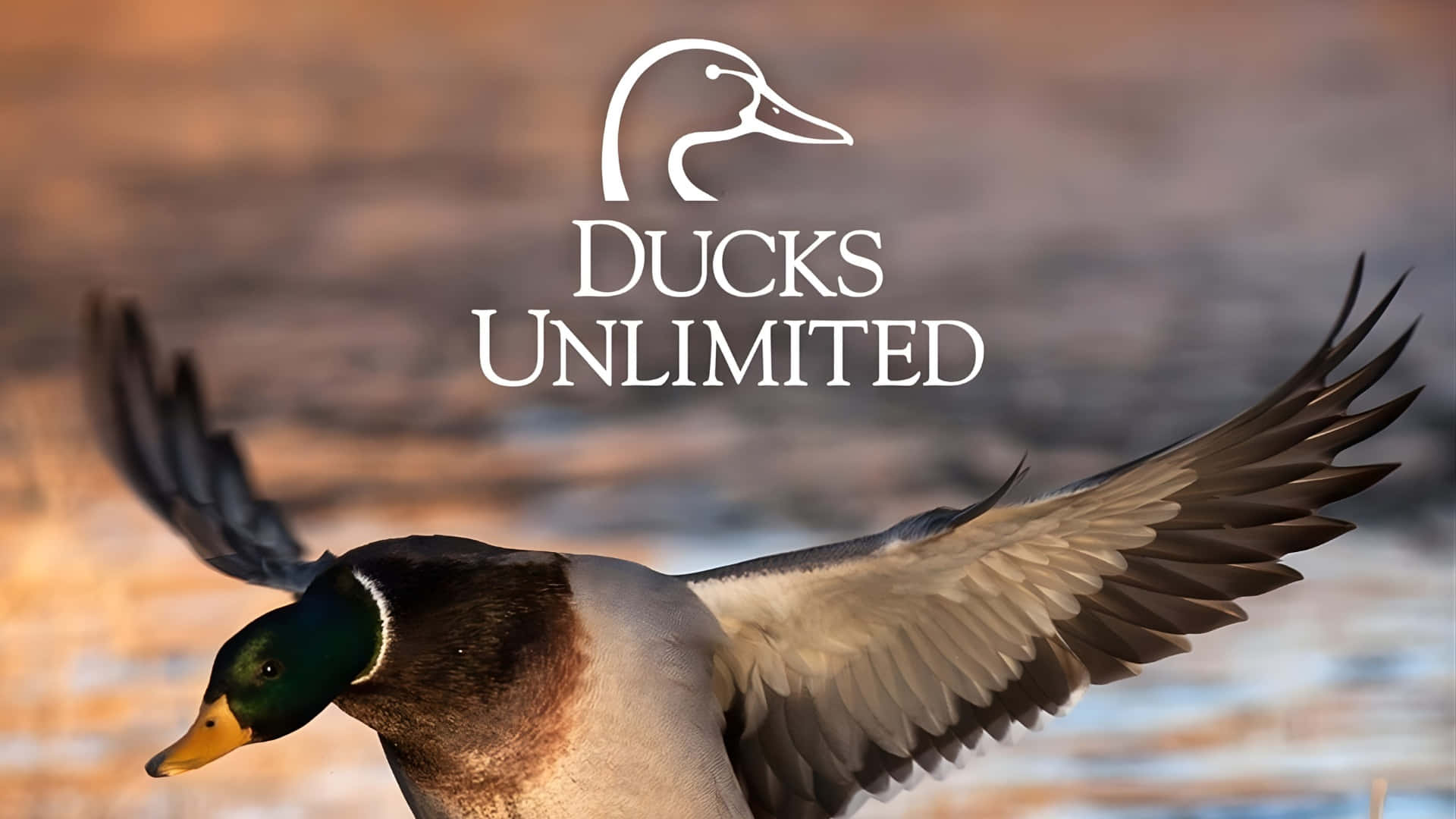 Ducks Unlimited, mallard duck, sunset, Full HD Desktop Wallpaper