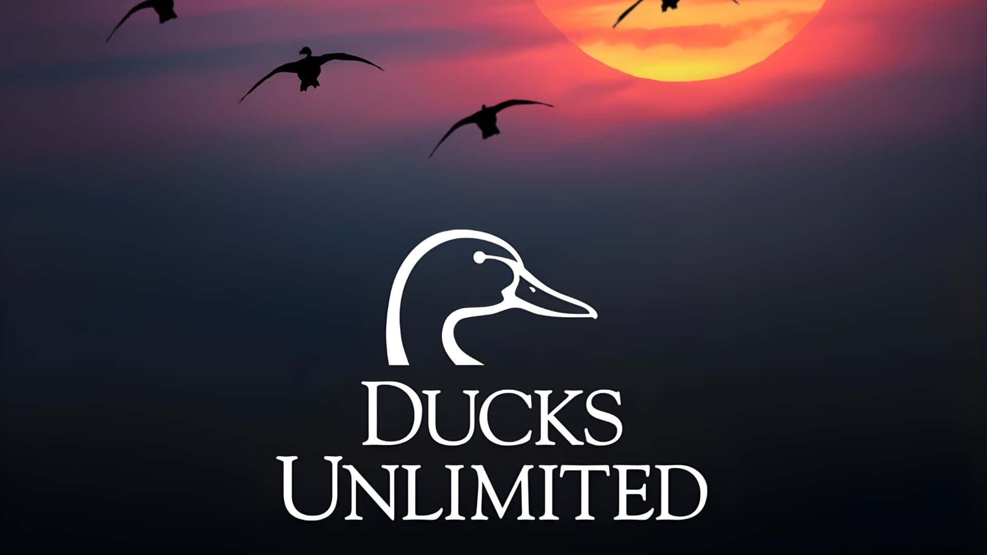 Ducks Unlimited, silhouetted ducks, vibrant sunset sky, Full HD Desktop Wallpaper