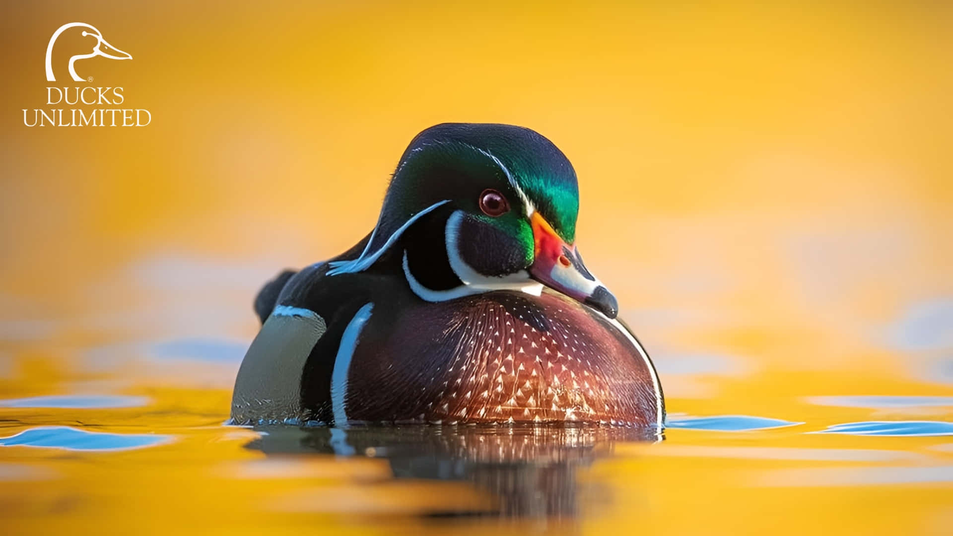 wood duck, sunset, iridescent green head, Full HD Desktop Wallpaper