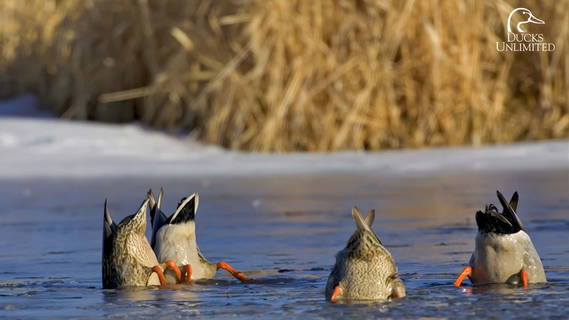 ducks, orange feet, mottled brown feathers, Full HD Desktop Wallpaper