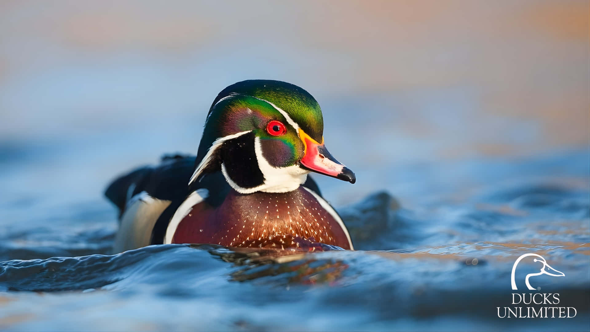 wood duck, iridescent green head, red eye, Full HD Desktop Wallpaper