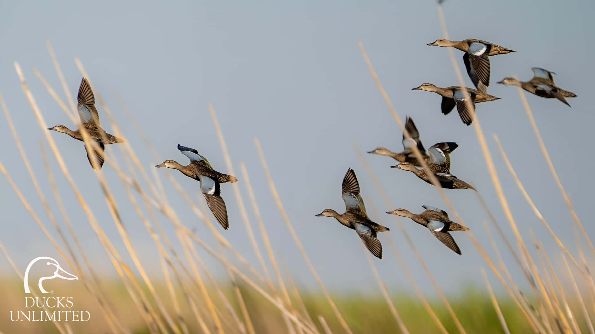 ducks, flight, wetlands, Full HD Desktop Wallpaper