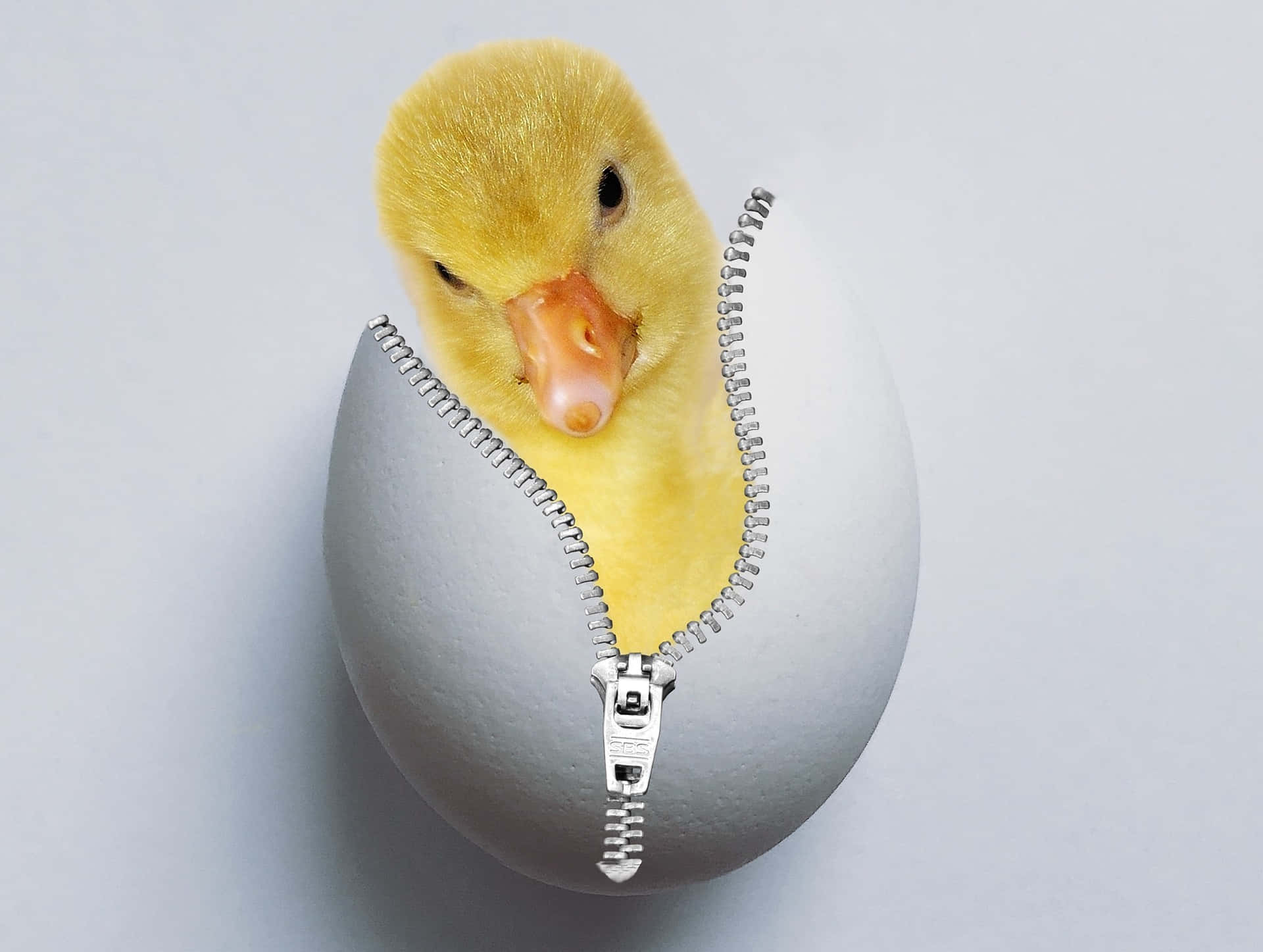 duckling, white egg, silver zipper, Full HD Desktop Wallpaper