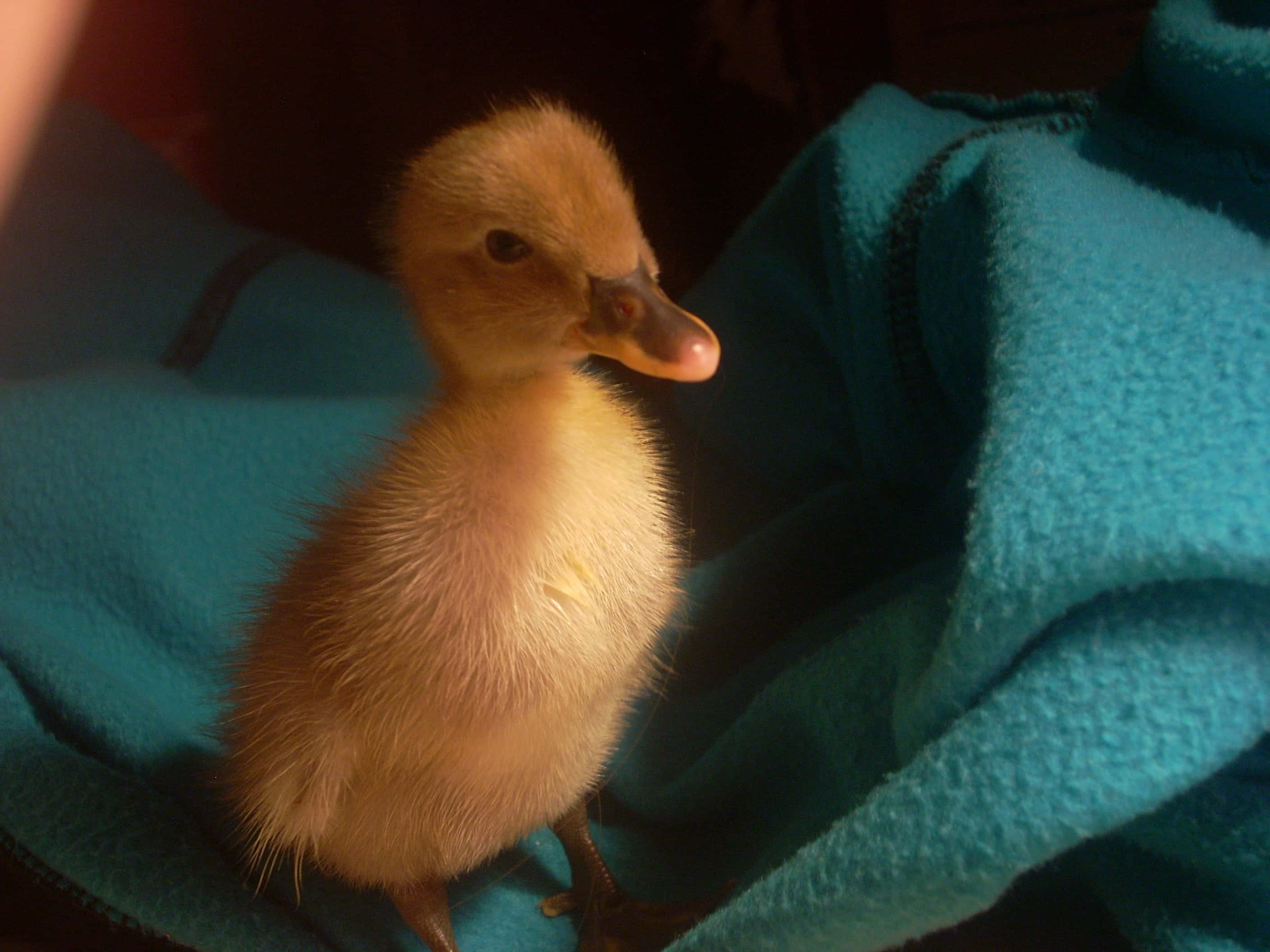 duckling, yellow, teal blanket, 2K Desktop Wallpaper