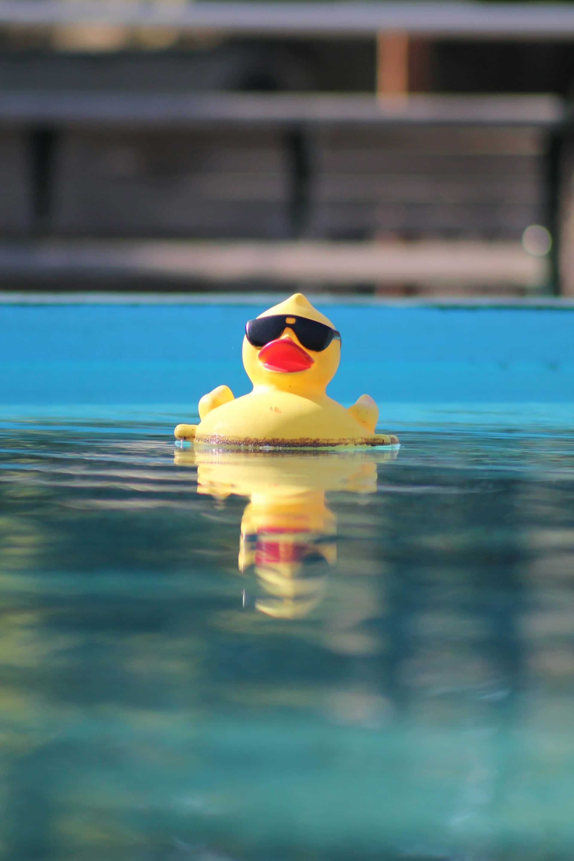 yellow rubber duck, black sunglasses, clear blue pool water, 2K Phone Wallpaper