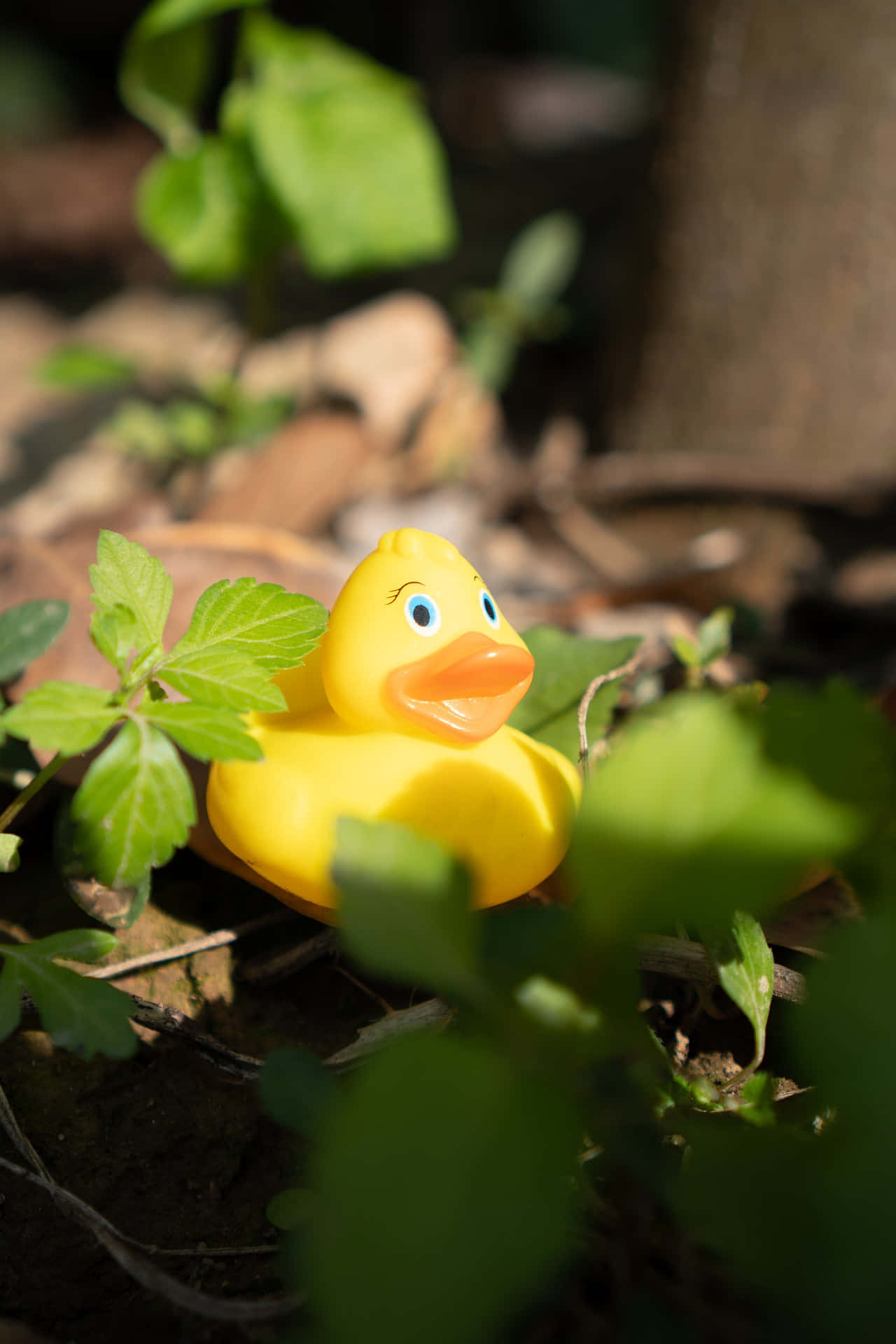 rubber duck, bright yellow, blue eyes, Full HD Phone Wallpaper