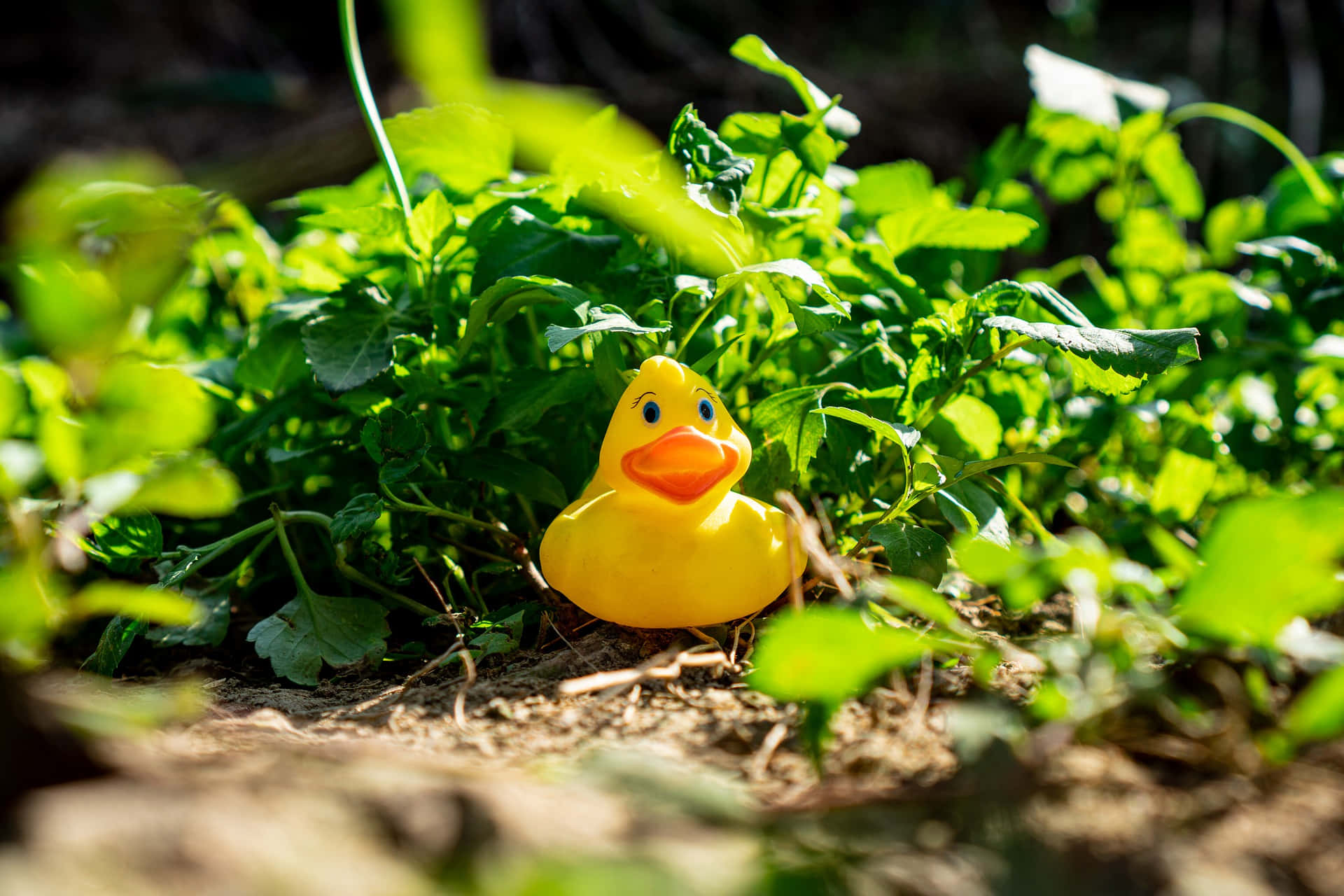 rubber ducky, garden, bright yellow, Full HD Desktop Wallpaper