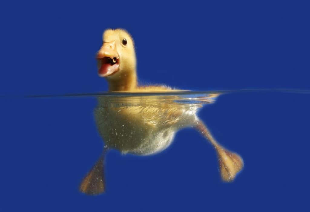 duckling, yellow, vivid blue, SD Desktop Wallpaper