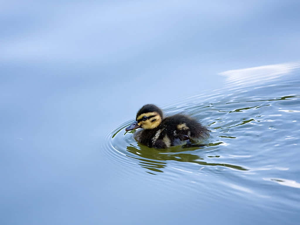 duckling, black and yellow feathers, serene blue pond, SD Desktop Wallpaper
