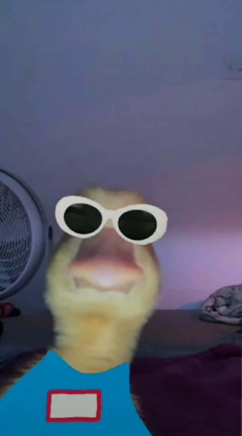 duck, yellow, white sunglasses, HD Phone Wallpaper
