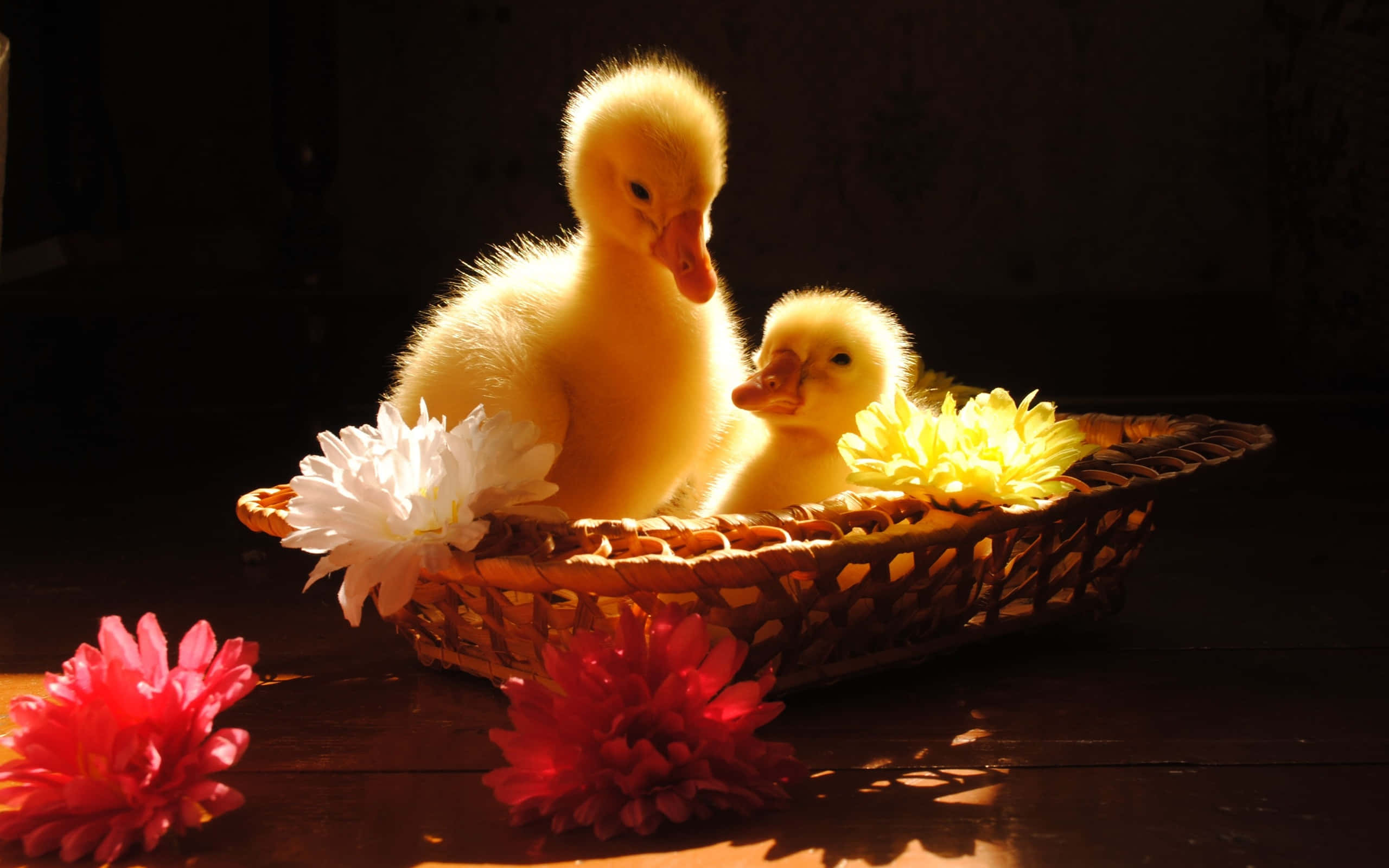 cute duck, fluffy yellow ducklings, woven basket, 2K Desktop Wallpaper