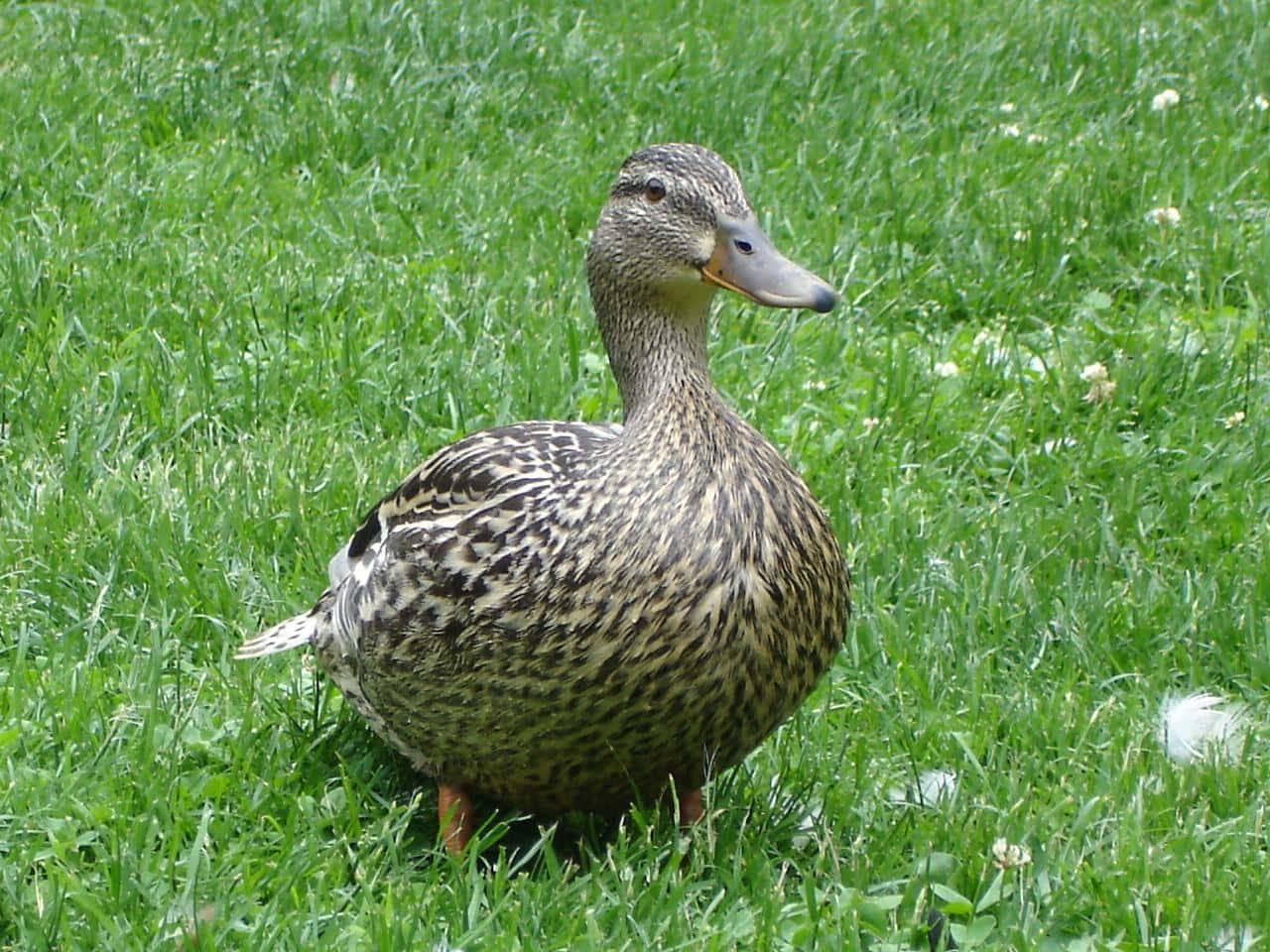 female mallard duck, yellow duck, bright orange feet, HD Desktop Wallpaper