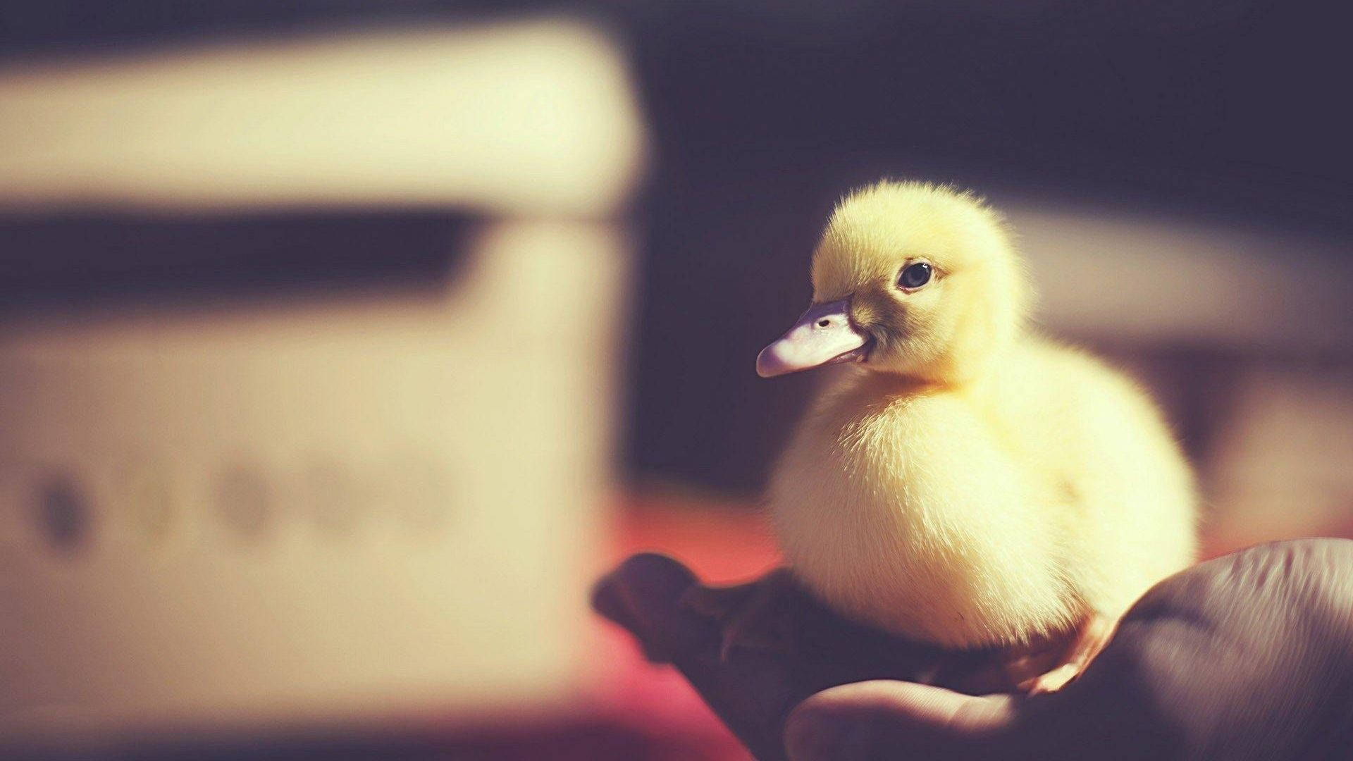 baby duck, fluffy yellow duckling, cupped hands, Full HD Desktop Wallpaper