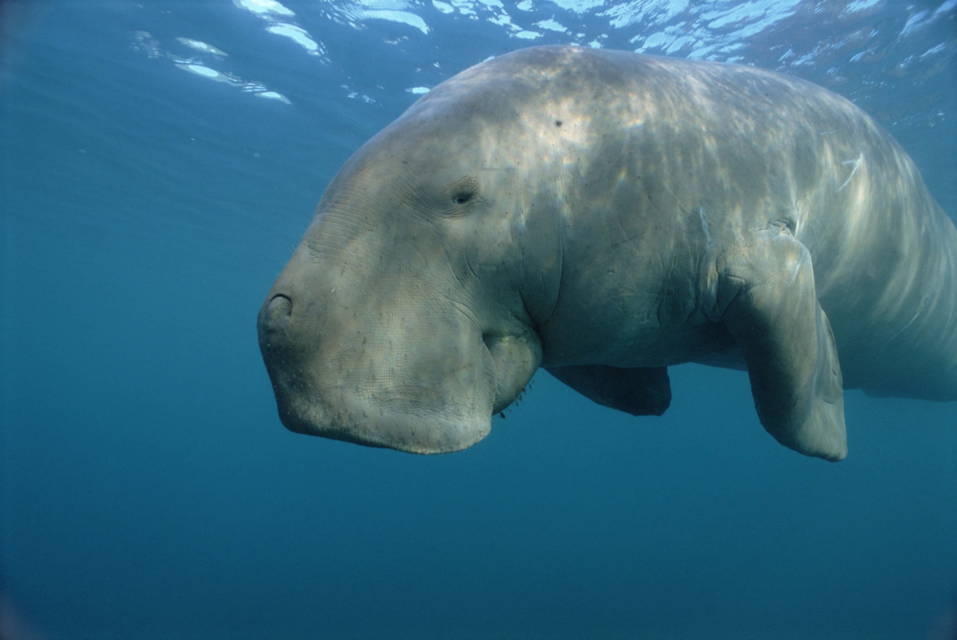majestic dugong, underwater, clear blue ocean water, 2K Desktop Wallpaper
