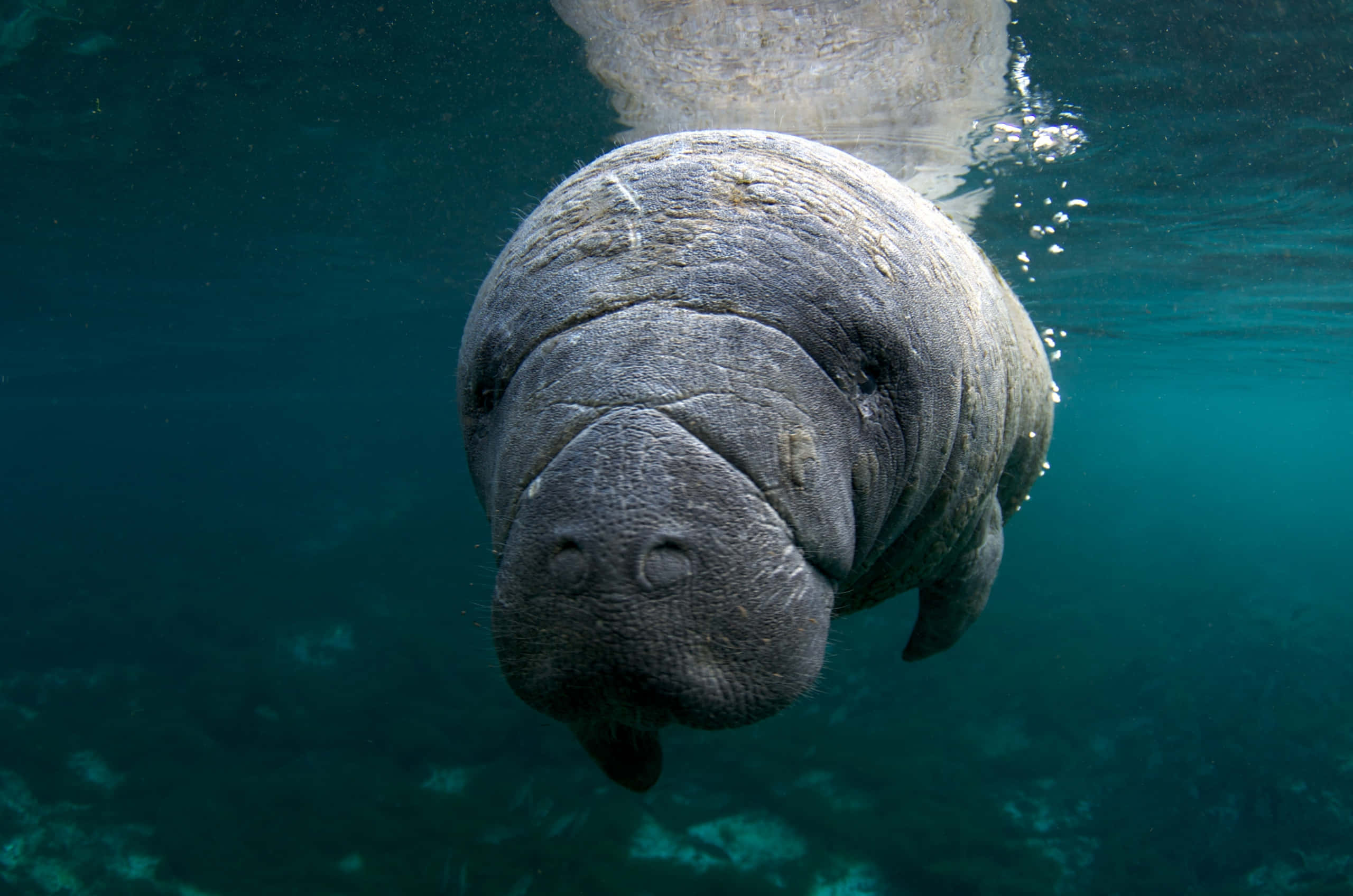 majestic dugong, shallow sea, clear turquoise water, 2K Desktop Wallpaper