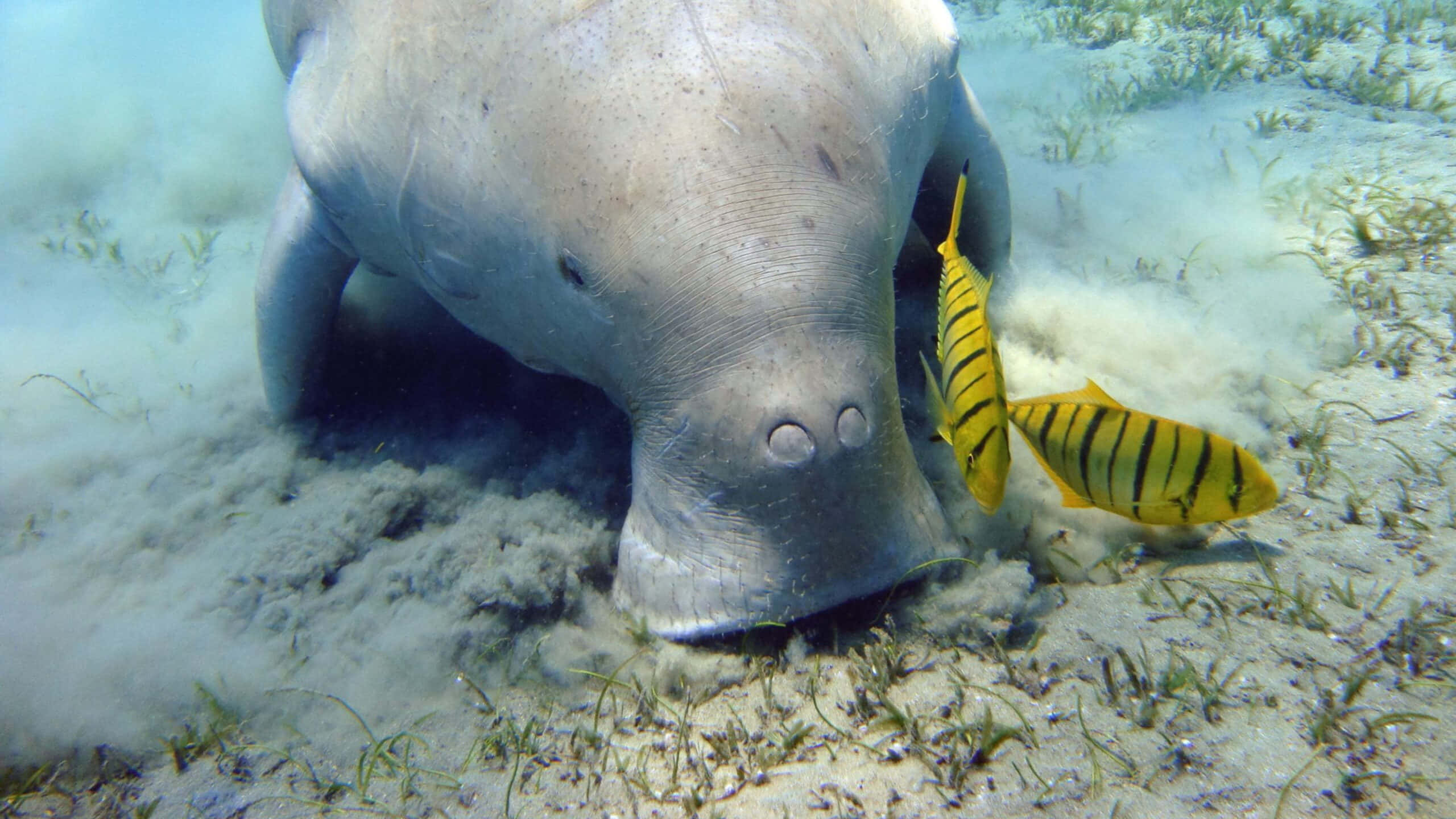 dugong, seagrass, vibrant yellow and black striped fish, 2K Desktop Wallpaper