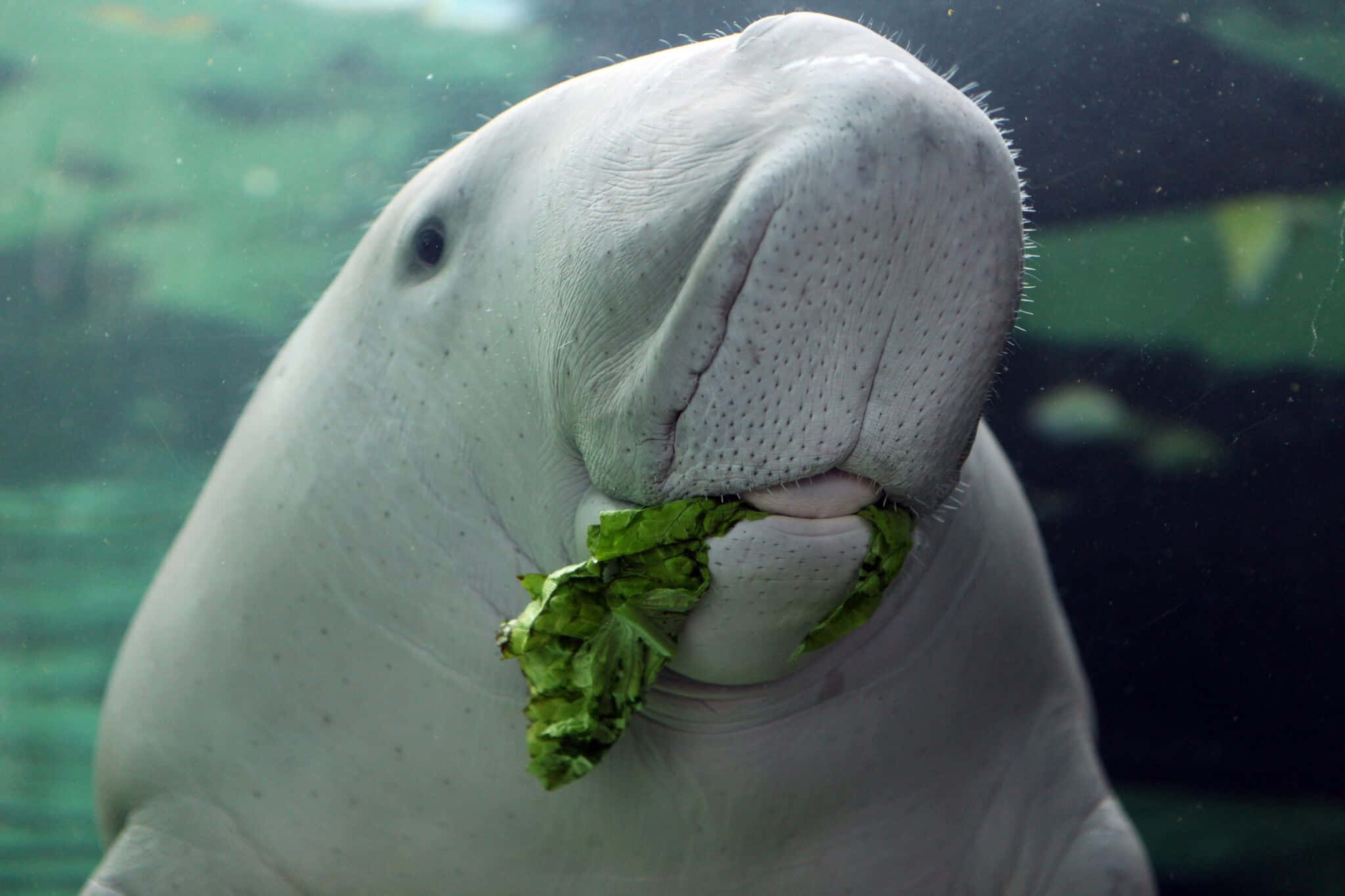 majestic dugong, underwater, leafy green vegetable, Full HD Desktop Wallpaper