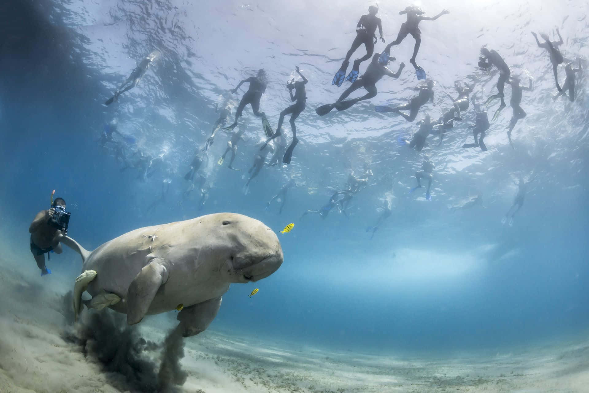 dugong, crystal clear waters, sandy ocean floor, Full HD Desktop Wallpaper