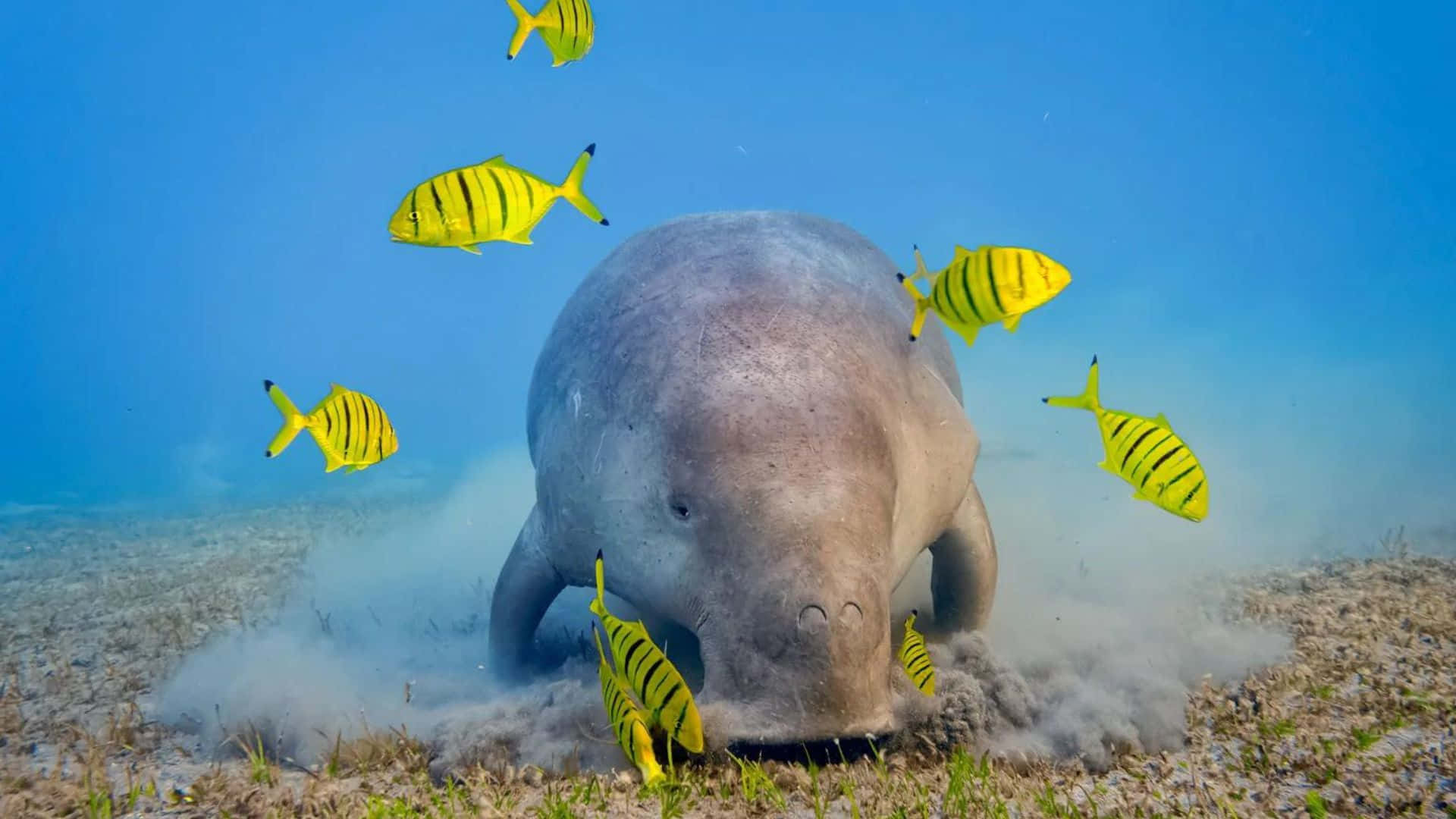 dugong, turquoise waters, vibrant yellow fish, Full HD Desktop Wallpaper