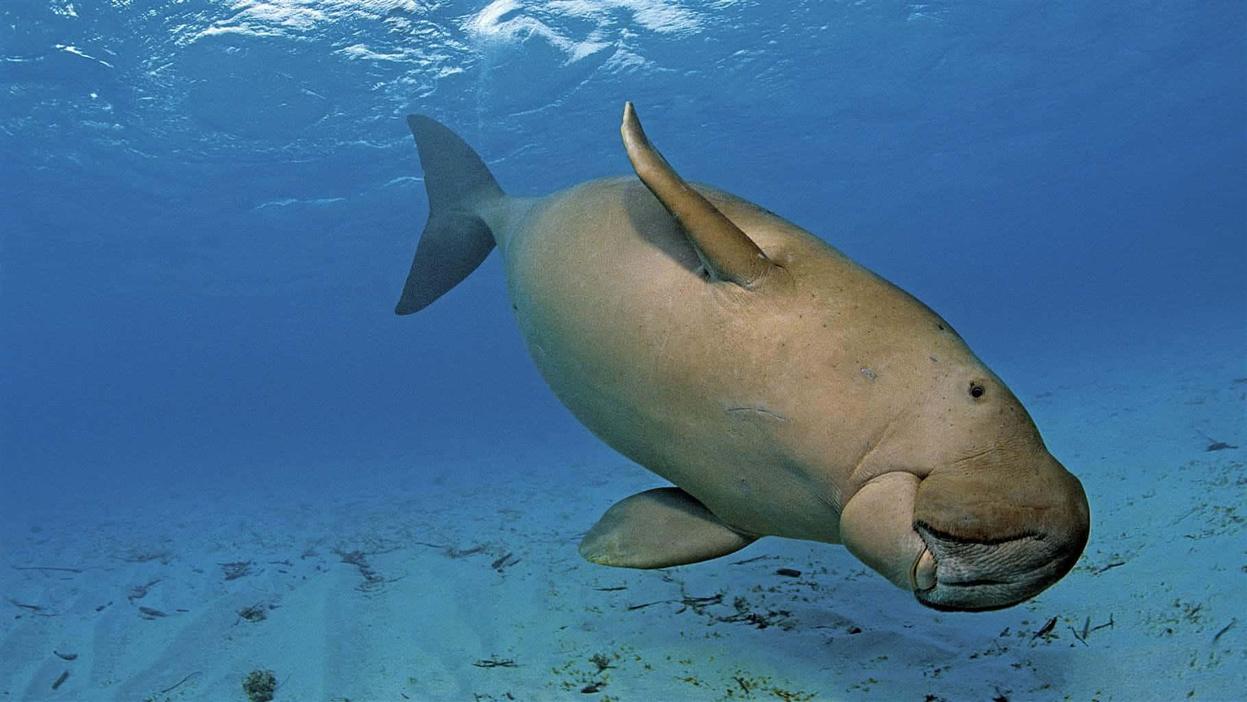 dugong, clear blue tropical waters, sandy ocean floor, HD Desktop Wallpaper