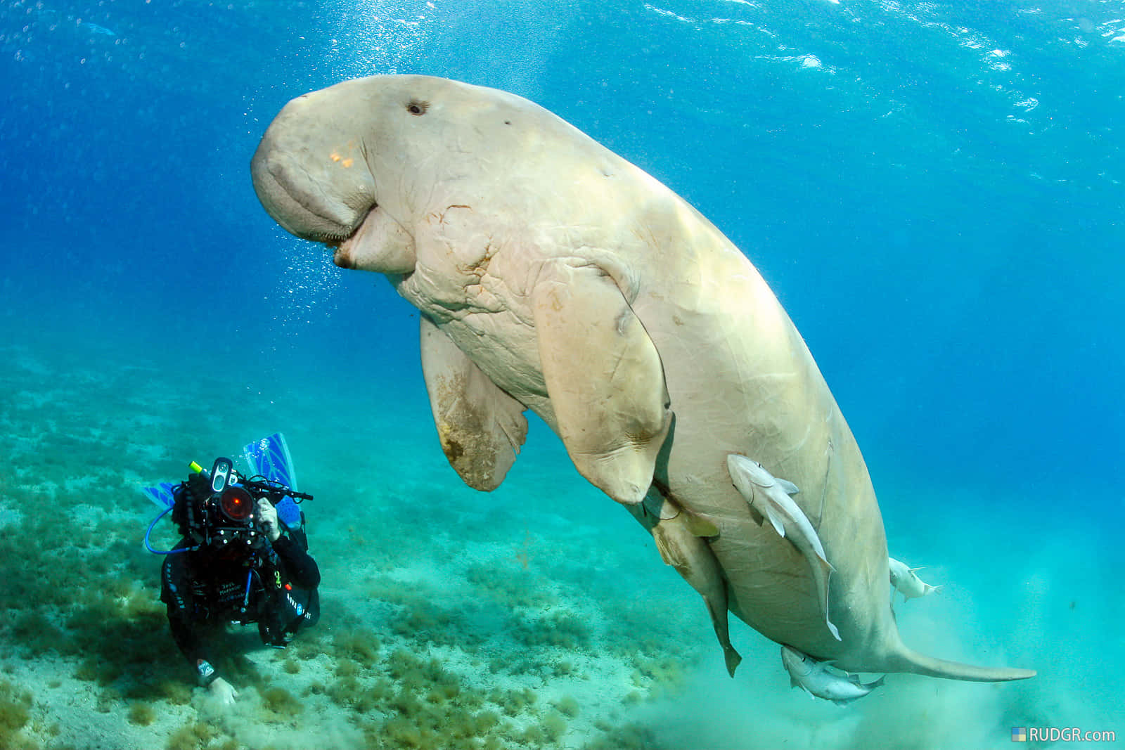 majestic dugong, ocean depths, diver in full gear, HD Desktop Wallpaper