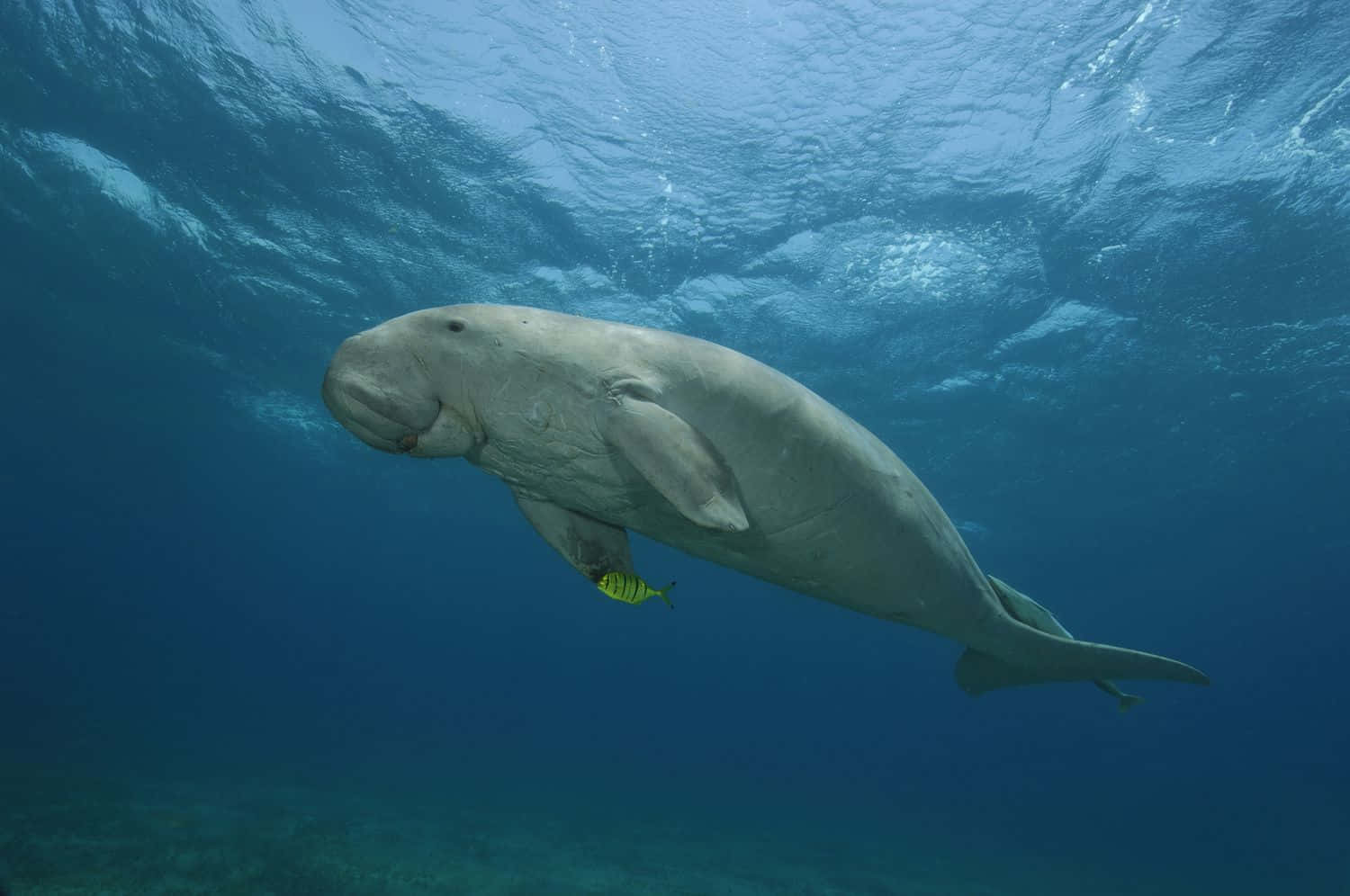 dugong, clear blue ocean waters, yellow fish, HD Desktop Wallpaper