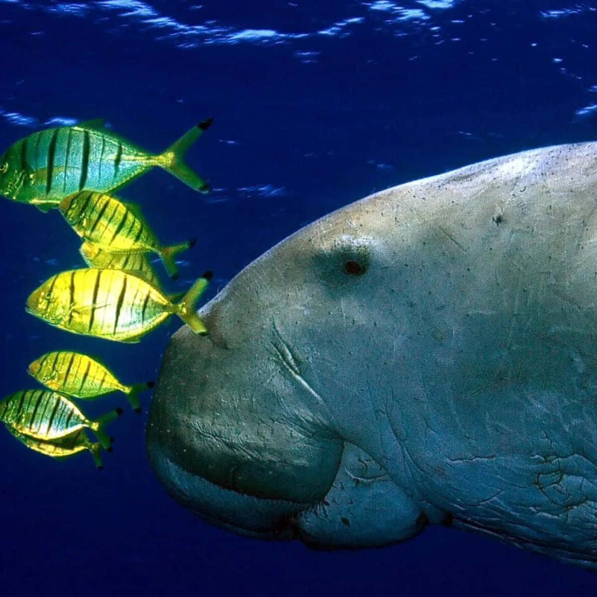 serene dugong, crystal clear water, massive manatee, SD Desktop Wallpaper