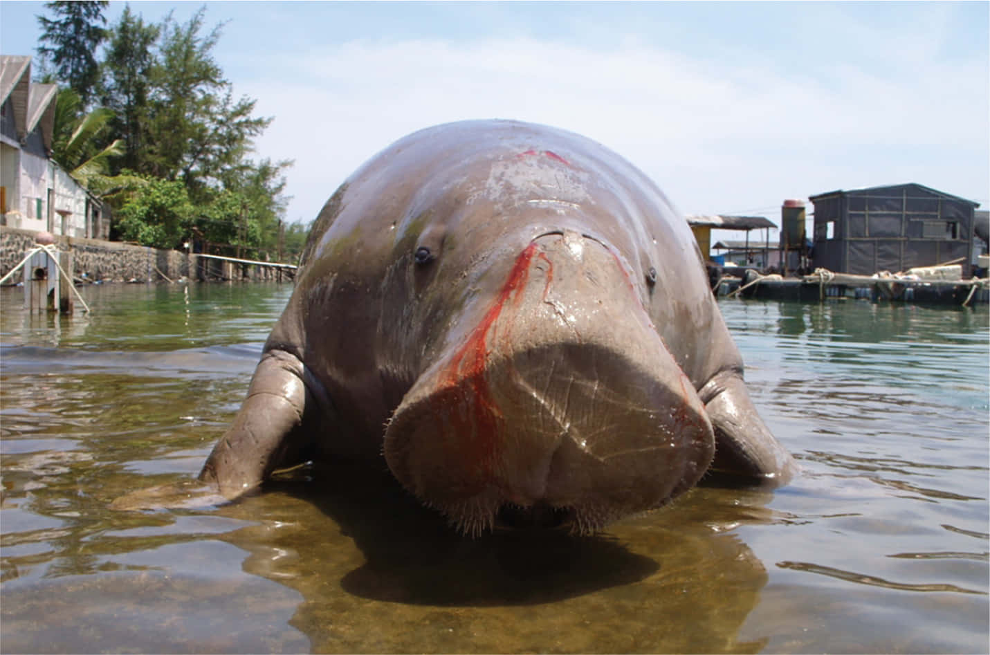 dugong, manatee, bloody wound, HD Desktop Wallpaper