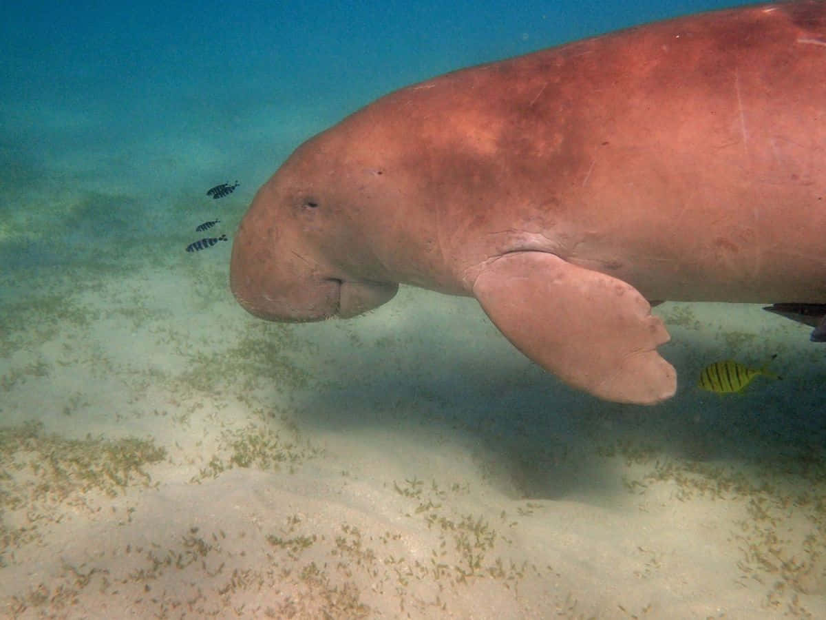 majestic dugong, grazing seagrass, vibrant underwater landscape, SD Desktop Wallpaper