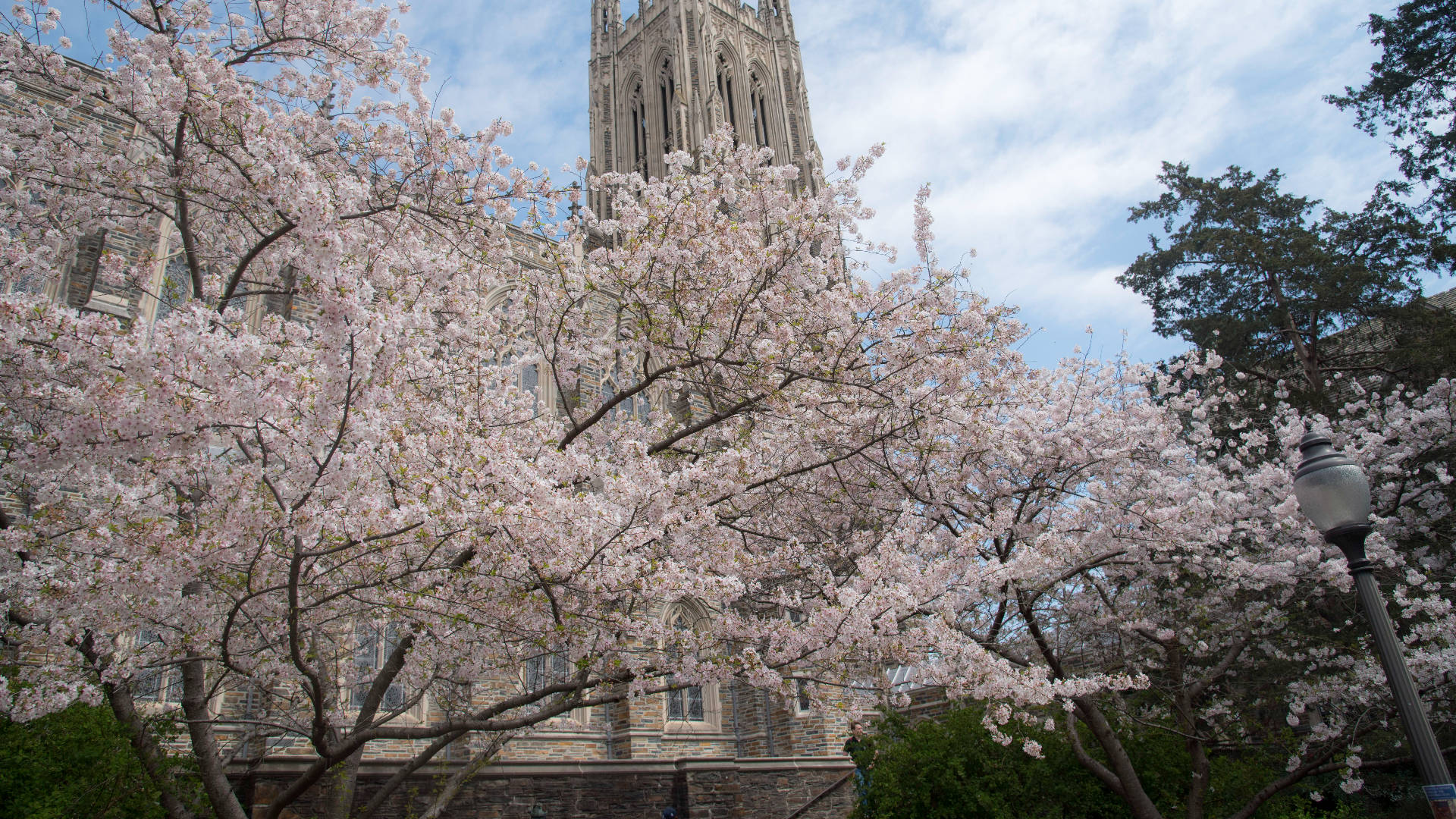 Duke University, pink cherry blossoms, historic stone cathedral, Full HD Desktop Wallpaper
