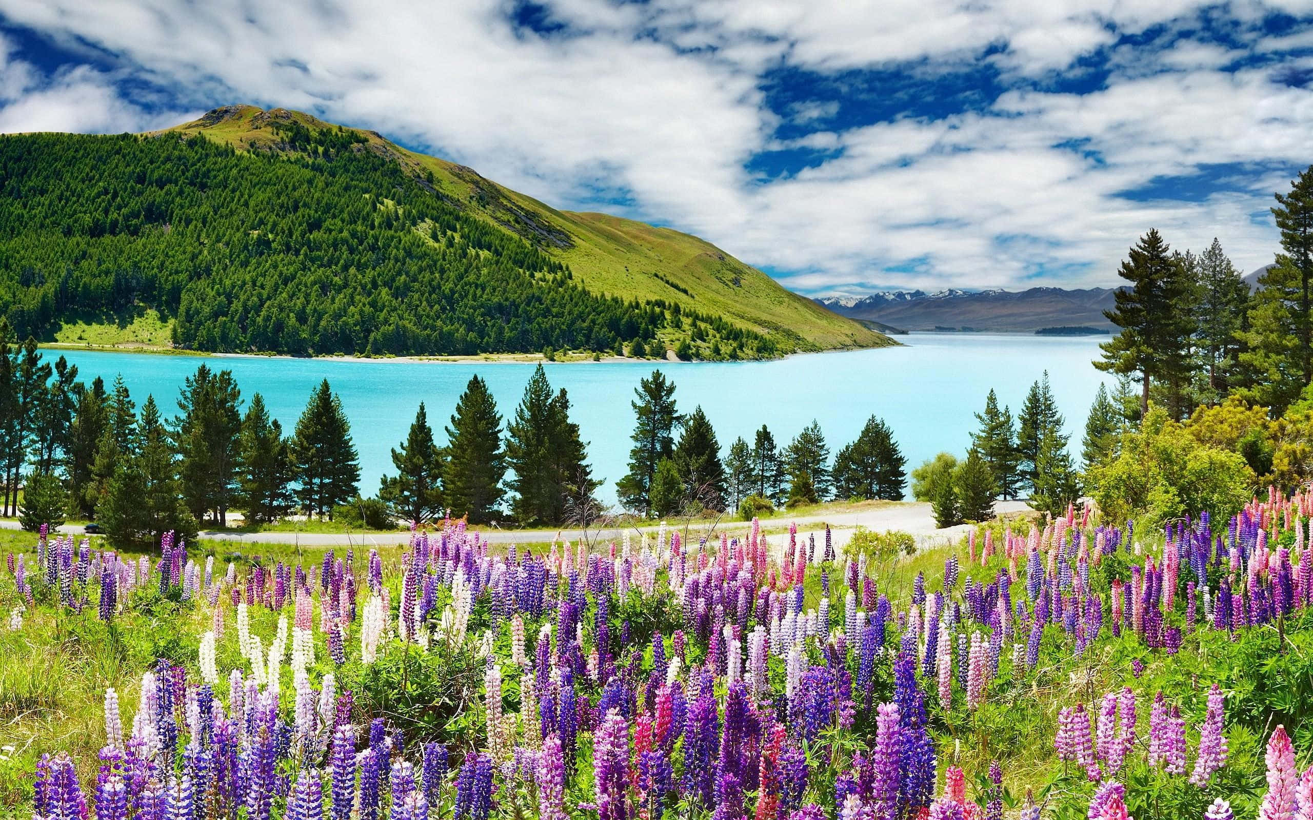 New Zealand, purple lupine flowers, turquoise lake, 2K Desktop Wallpaper