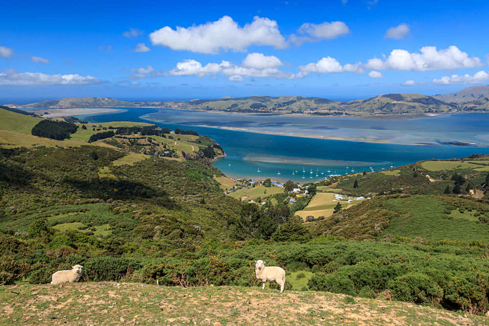Dunedin New Zealand, coastal landscape, sunlit hill, SD Desktop Wallpaper