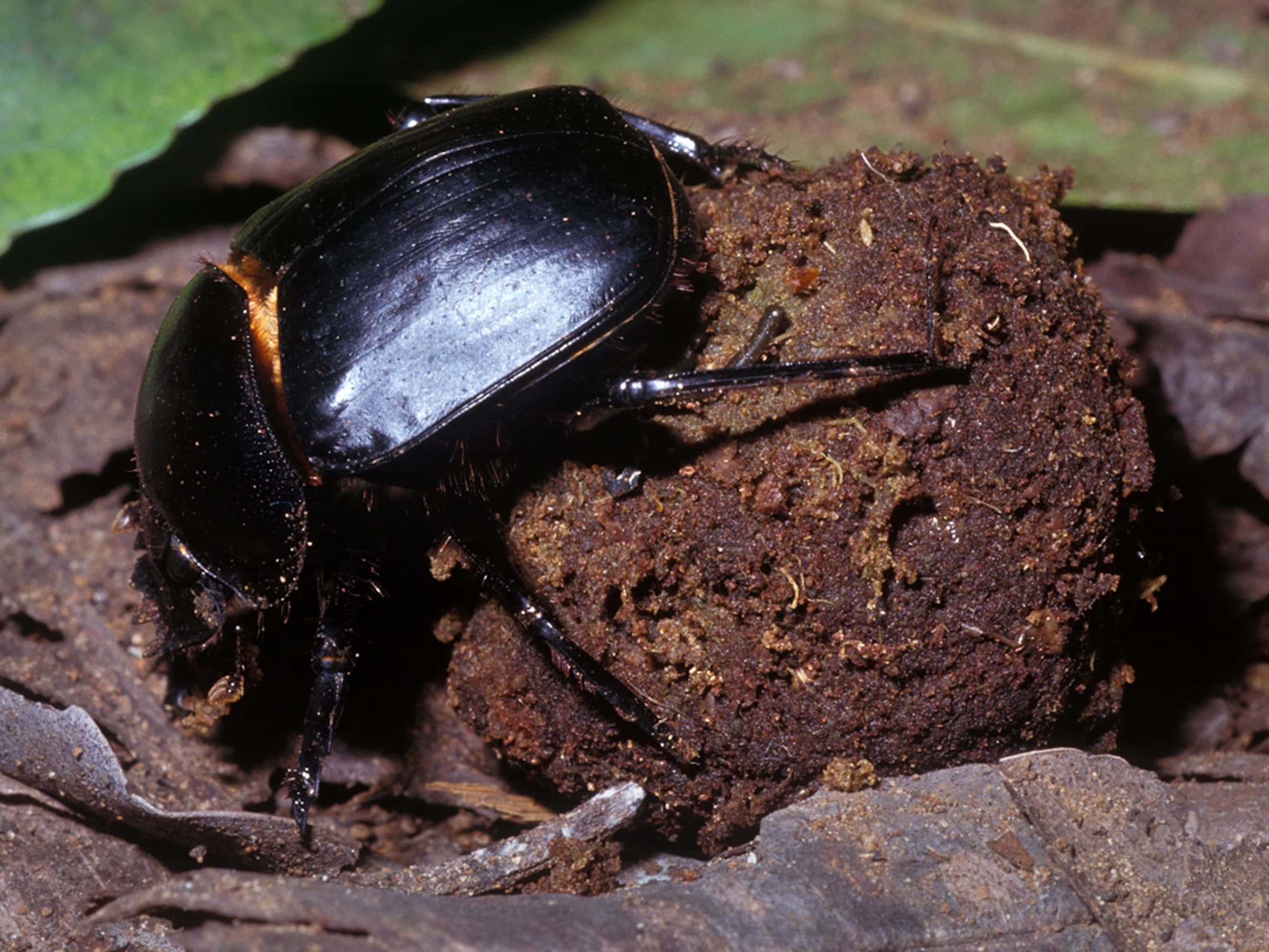 dung beetle, glossy black, orange thorax, 2K Desktop Wallpaper