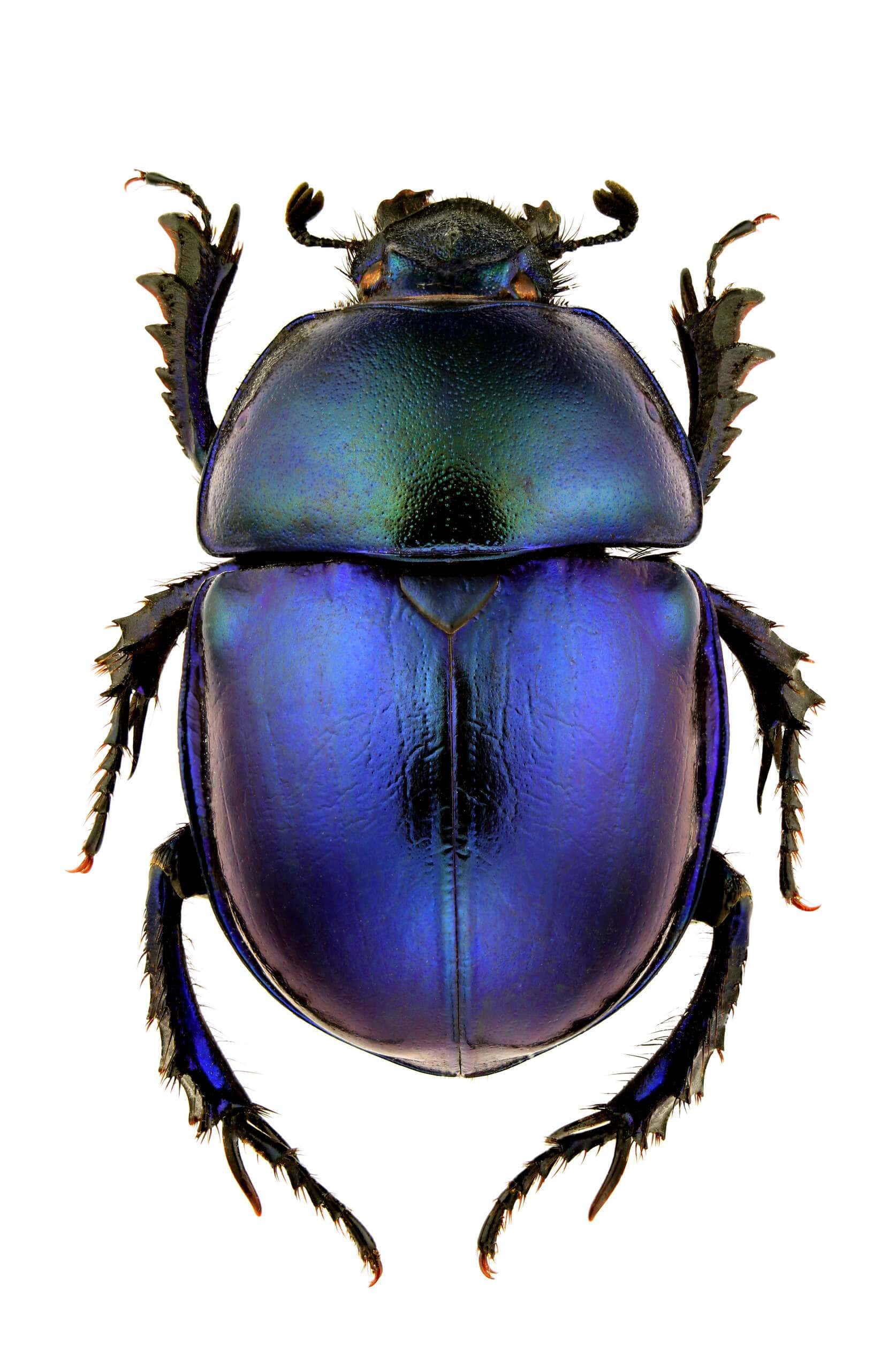 iridescent blue, metallic sheen, detailed legs, Full HD Phone Wallpaper