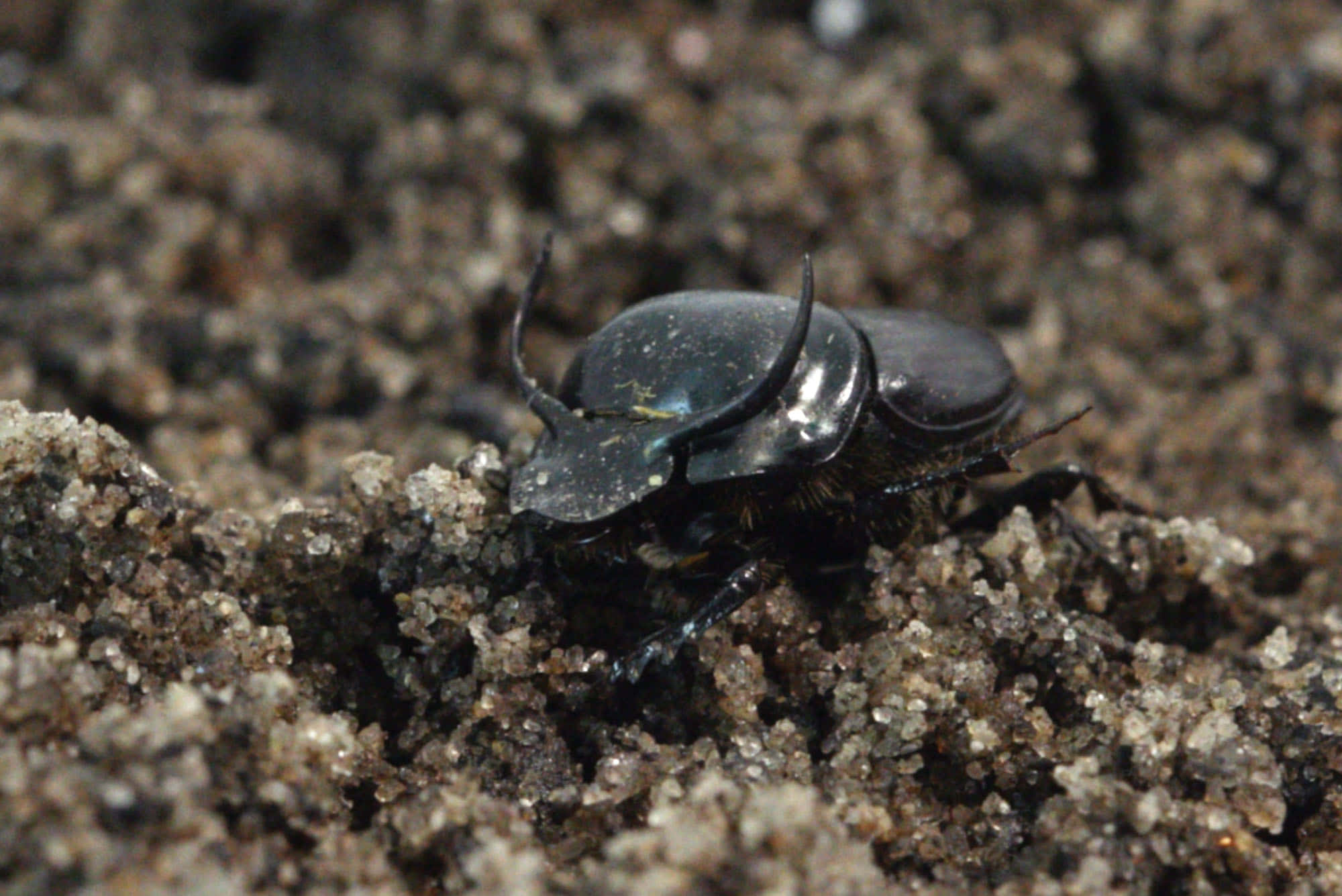 dung beetleon, soil, glossy black, Full HD Desktop Wallpaper