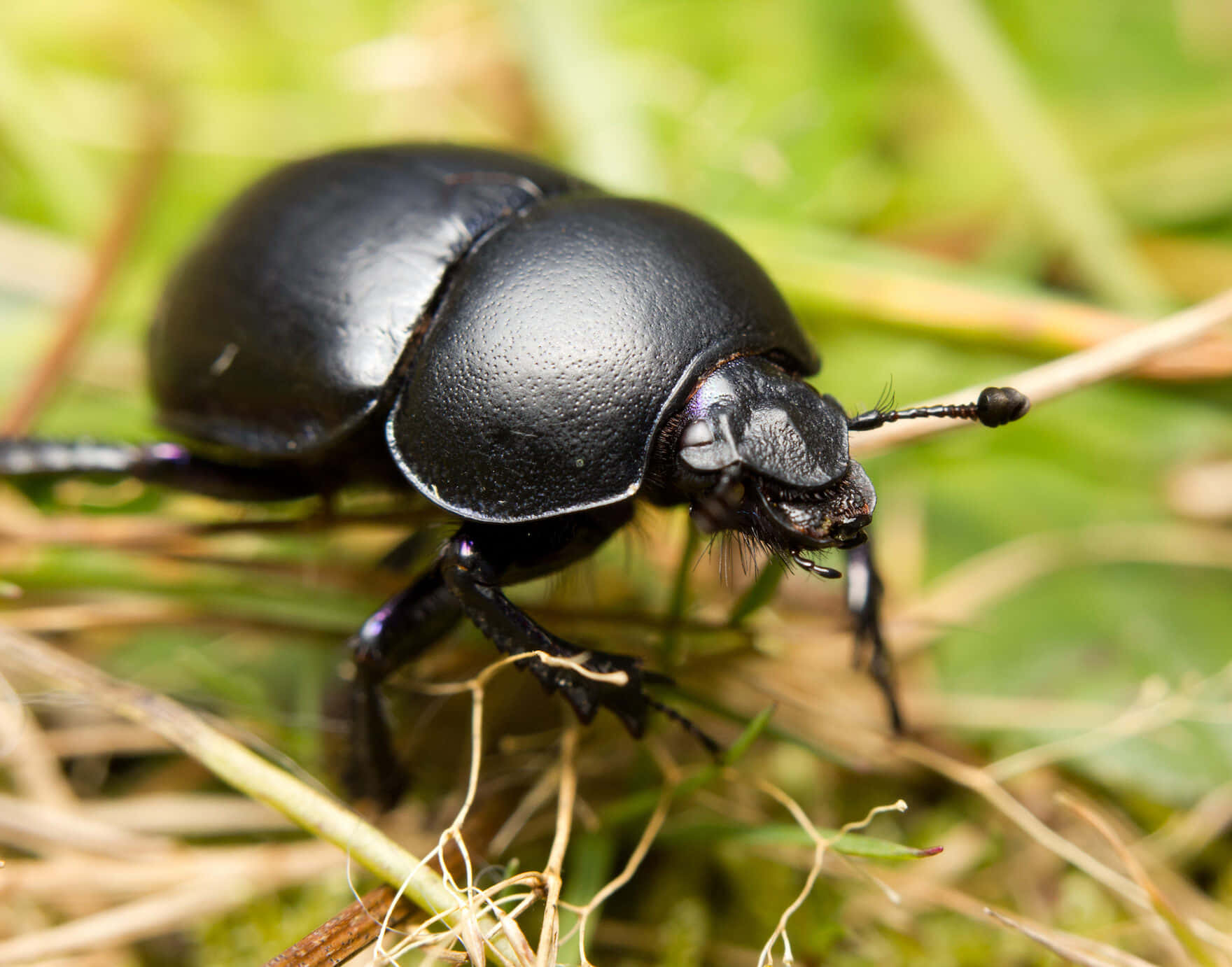 dung beetle, glossy black, prominent mandibles, HD Desktop Wallpaper