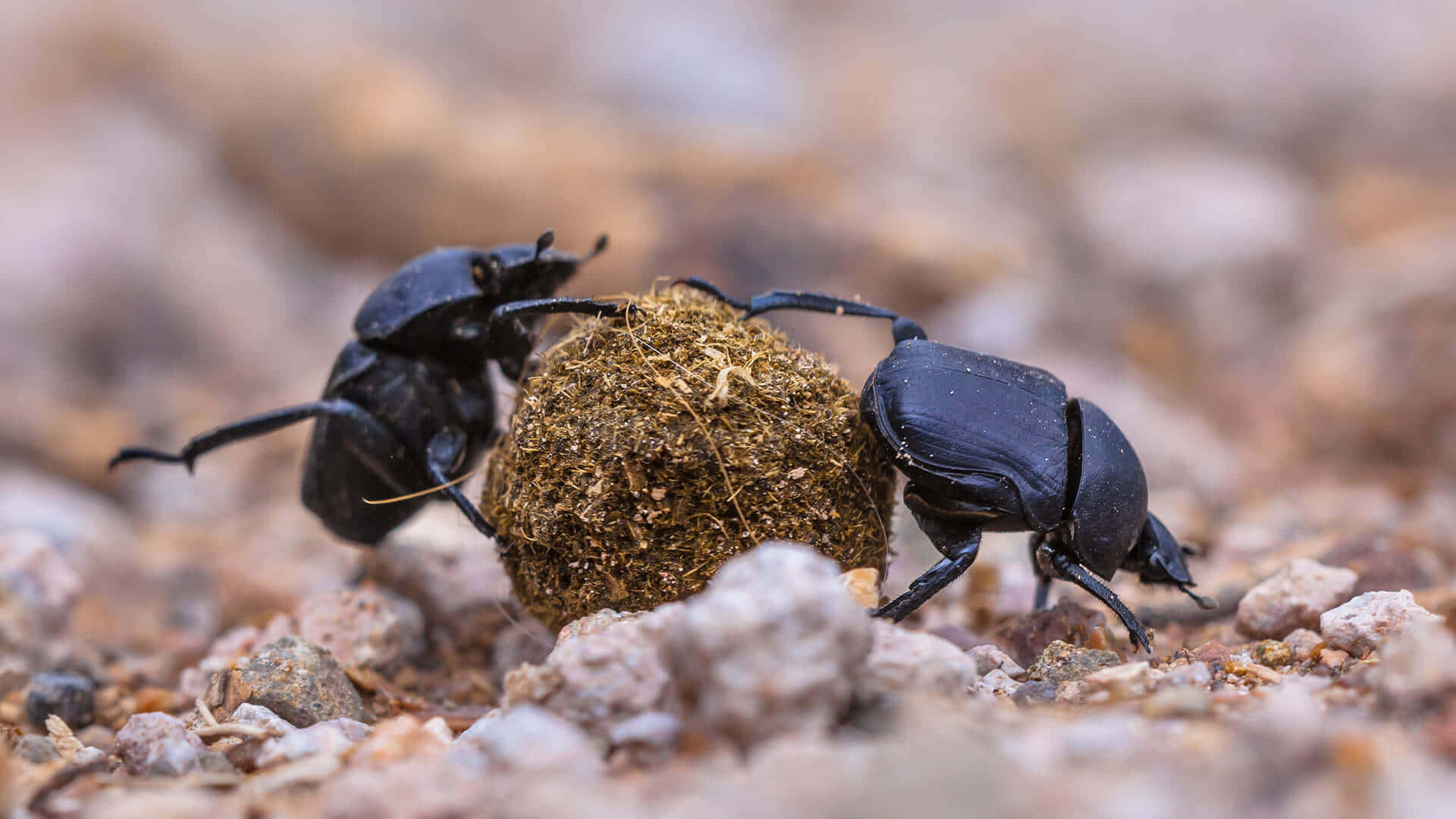 dung beetles, black, brown dung ball, Full HD Desktop Wallpaper