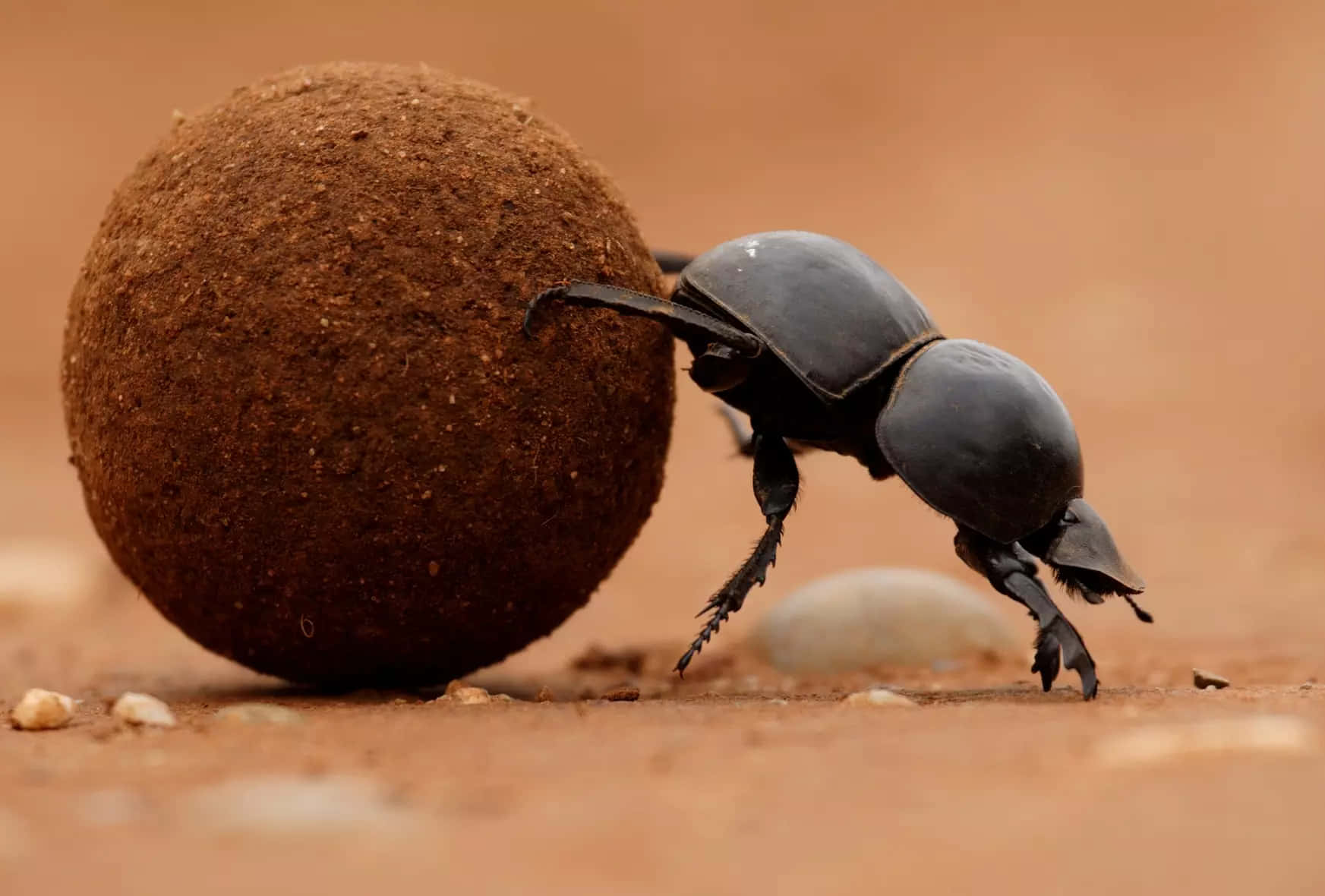 Dung Beetle, black, brown dung ball, HD Desktop Wallpaper