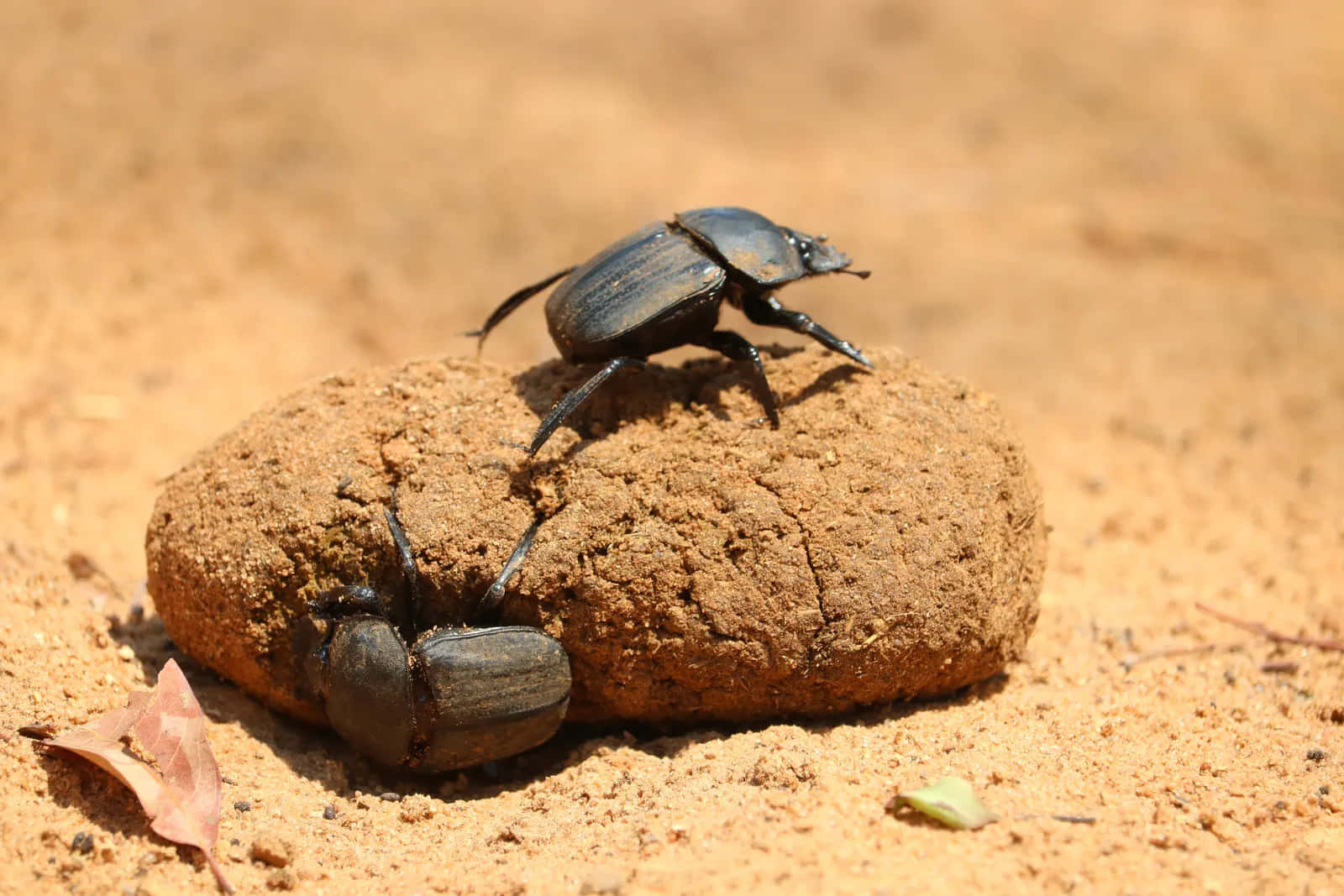 dung beetle, taskat hand, glossy black, HD Desktop Wallpaper